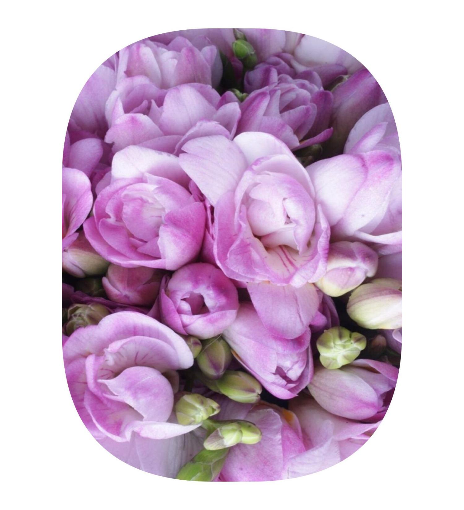 Asia 1 Piece Lilac Freesia (Freesia Bulbs) Flower Bulb Layered Fragrant