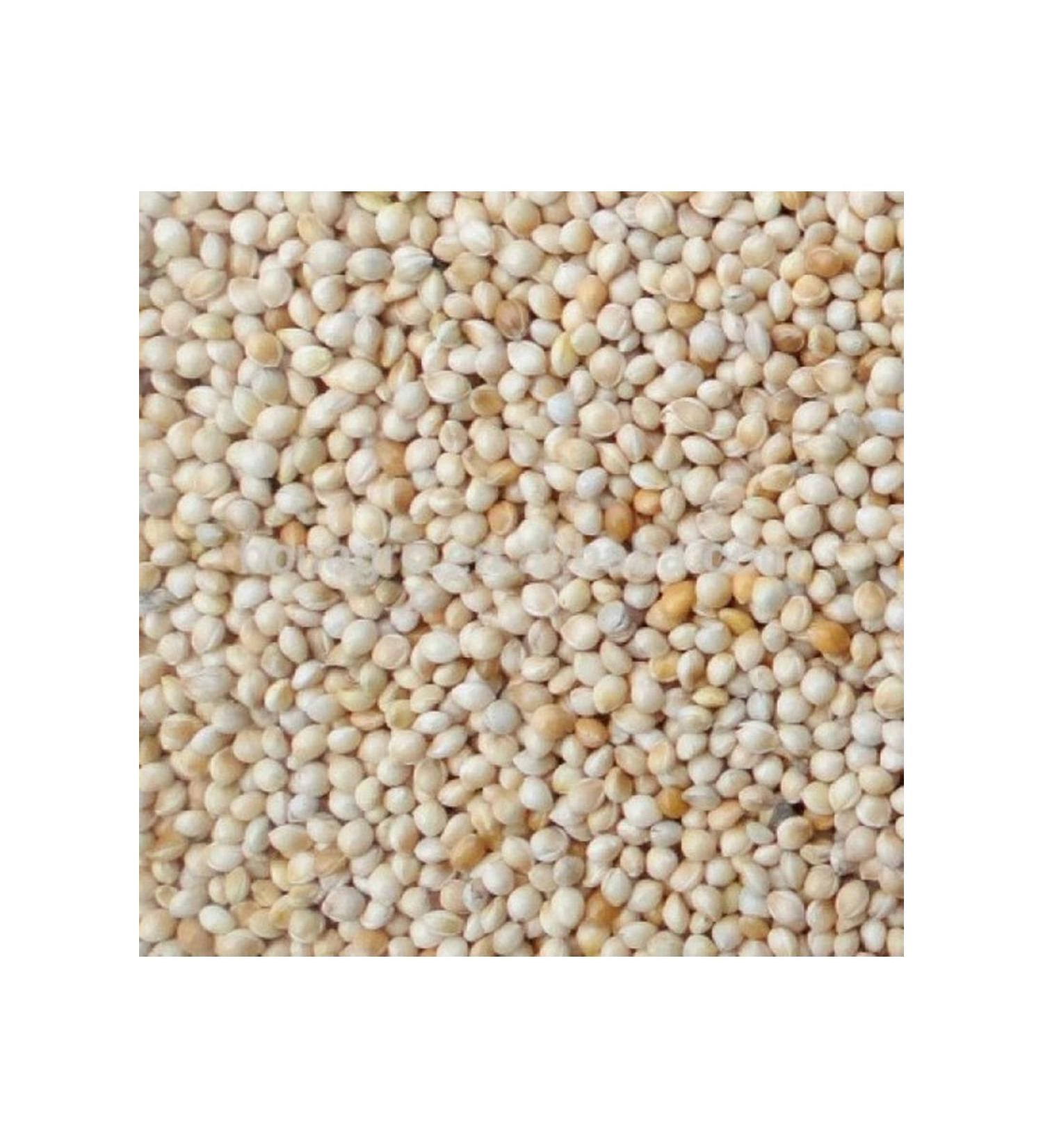 CHAMPION White Millet 10 Kg Bird Food