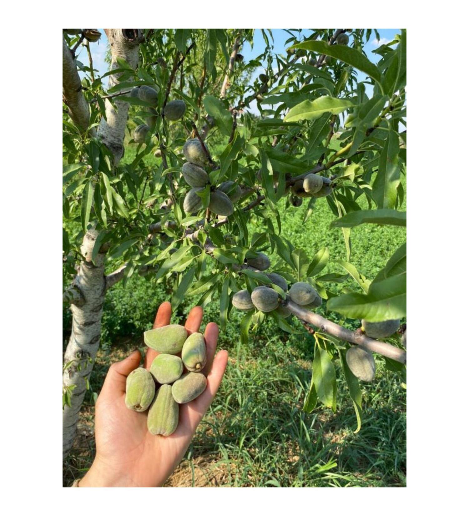 SULTAN WALNUT GARDEN 3 Kg Raw Almonds Are Collected Daily Upon Order. (Please Read the Description)