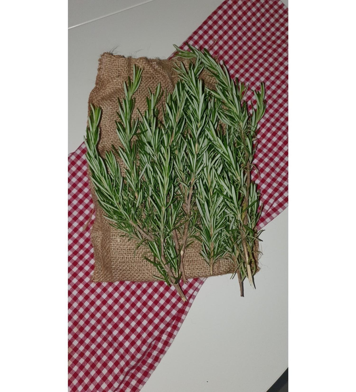 Jupitersign.store Rosemary