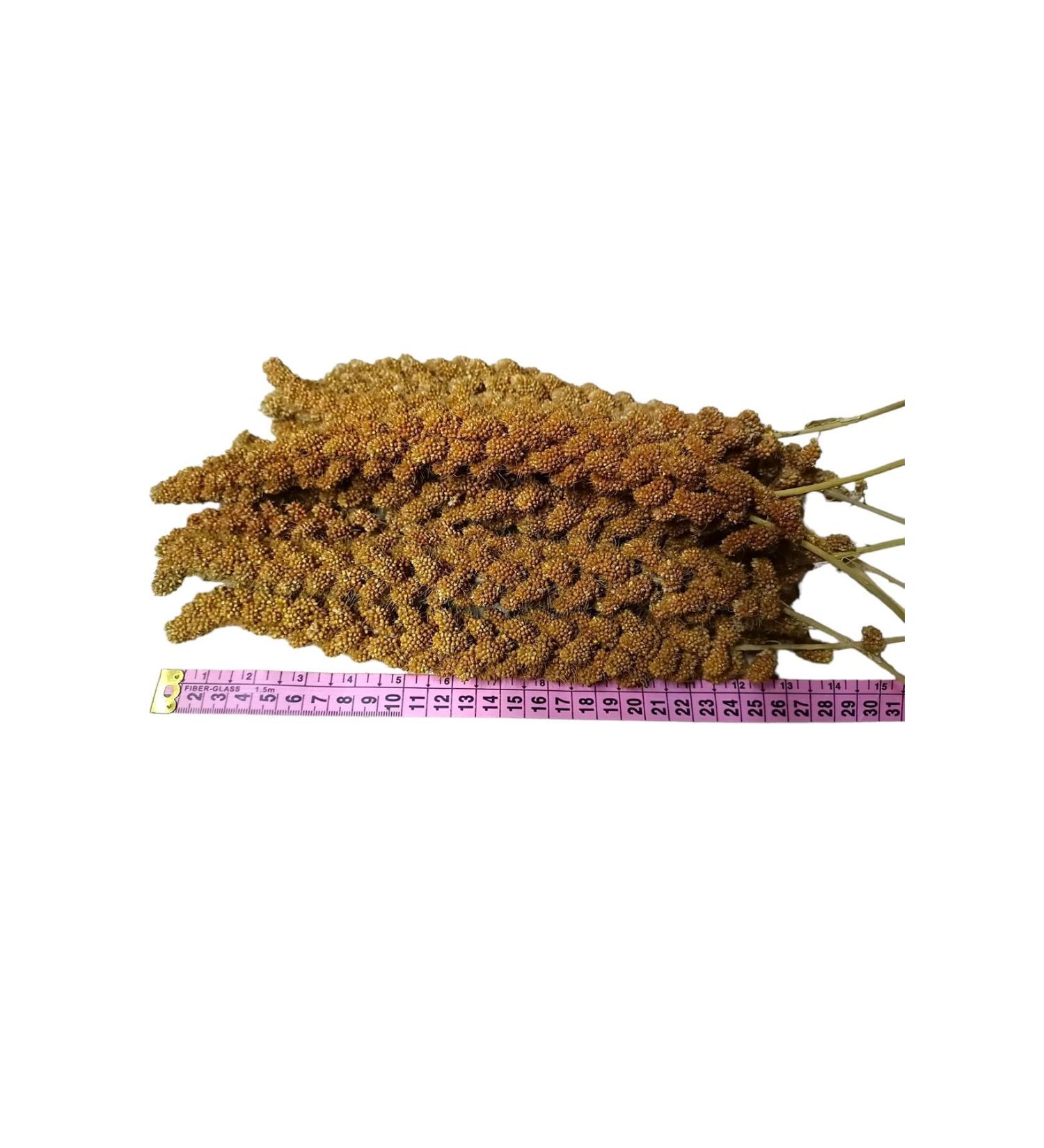 Apex Red Branch Millet (NEW CROP) 1st Quality 500 gr 2023 Harvest Local Production Natural - Buy Online on GoSupps.com
