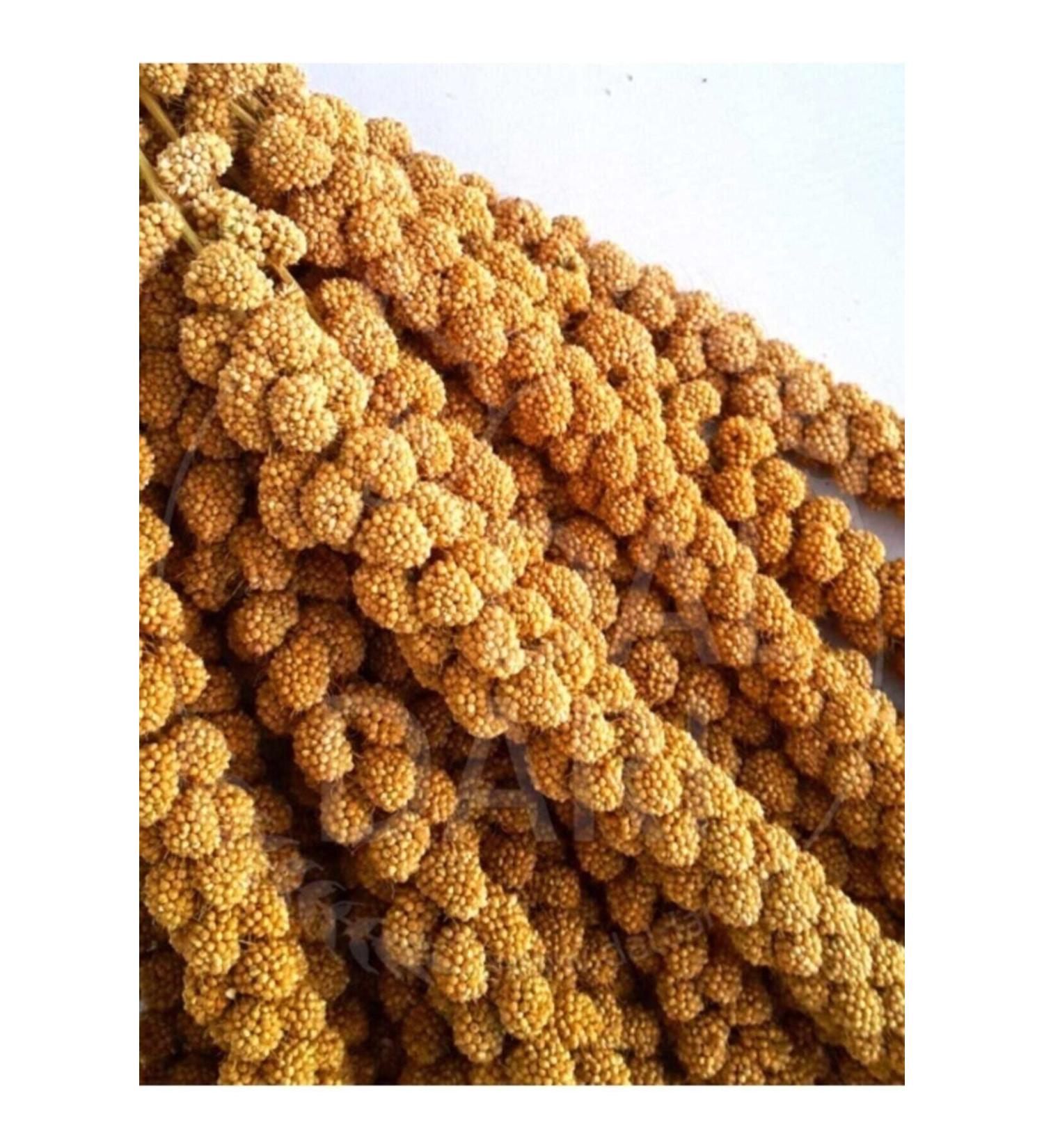 Green License Dried Natural Dal Millet - Yellow - 1 Kg.