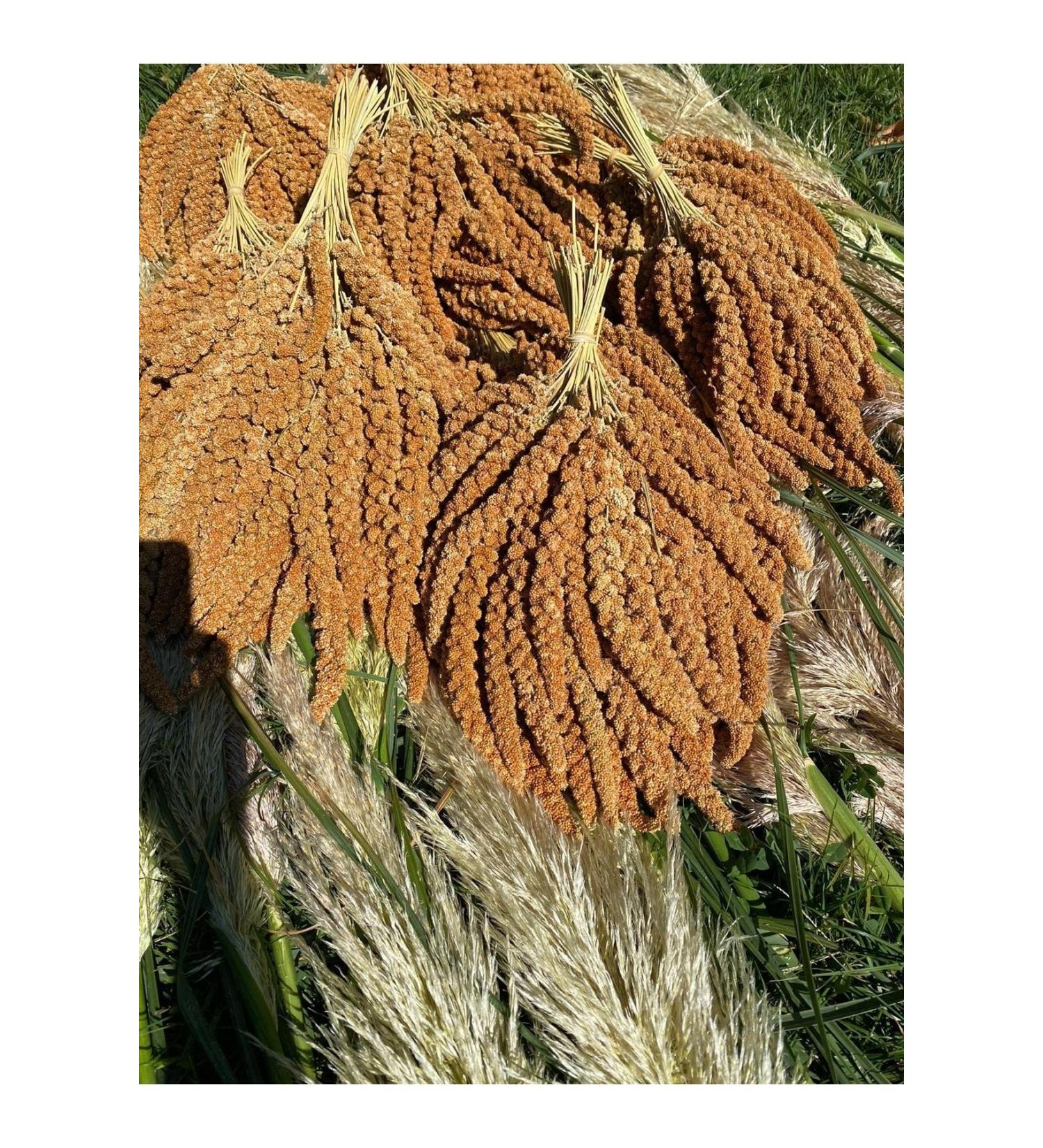 YEMC M Red Branch Millet New Crop 1kg
