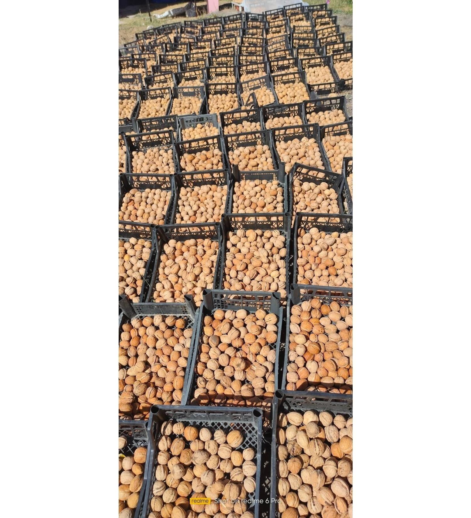 Mut Pearl Olive & Olive Oil Yayla Walnut Net 3 Kg - Buy Online on GoSupps.com