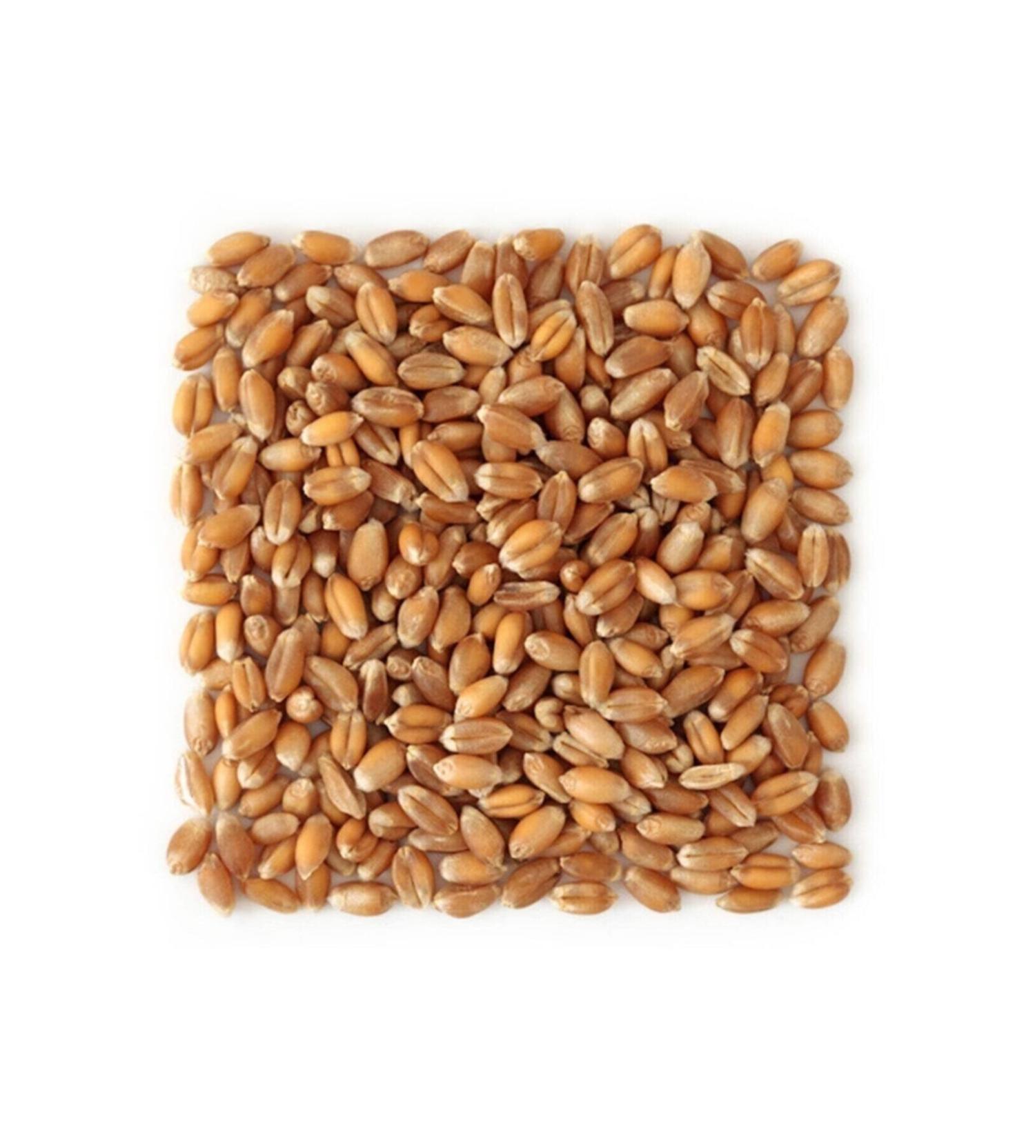 Feed Wheat 5 Kg Bird-chicken-goose-duck Poultry Feed