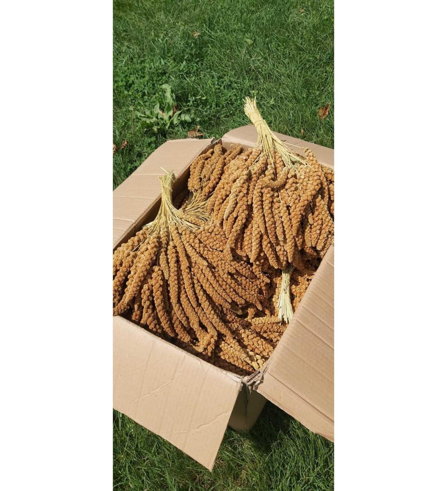 Nature Plan Red Branch Millet 1 kg - Buy Online on GoSupps.com