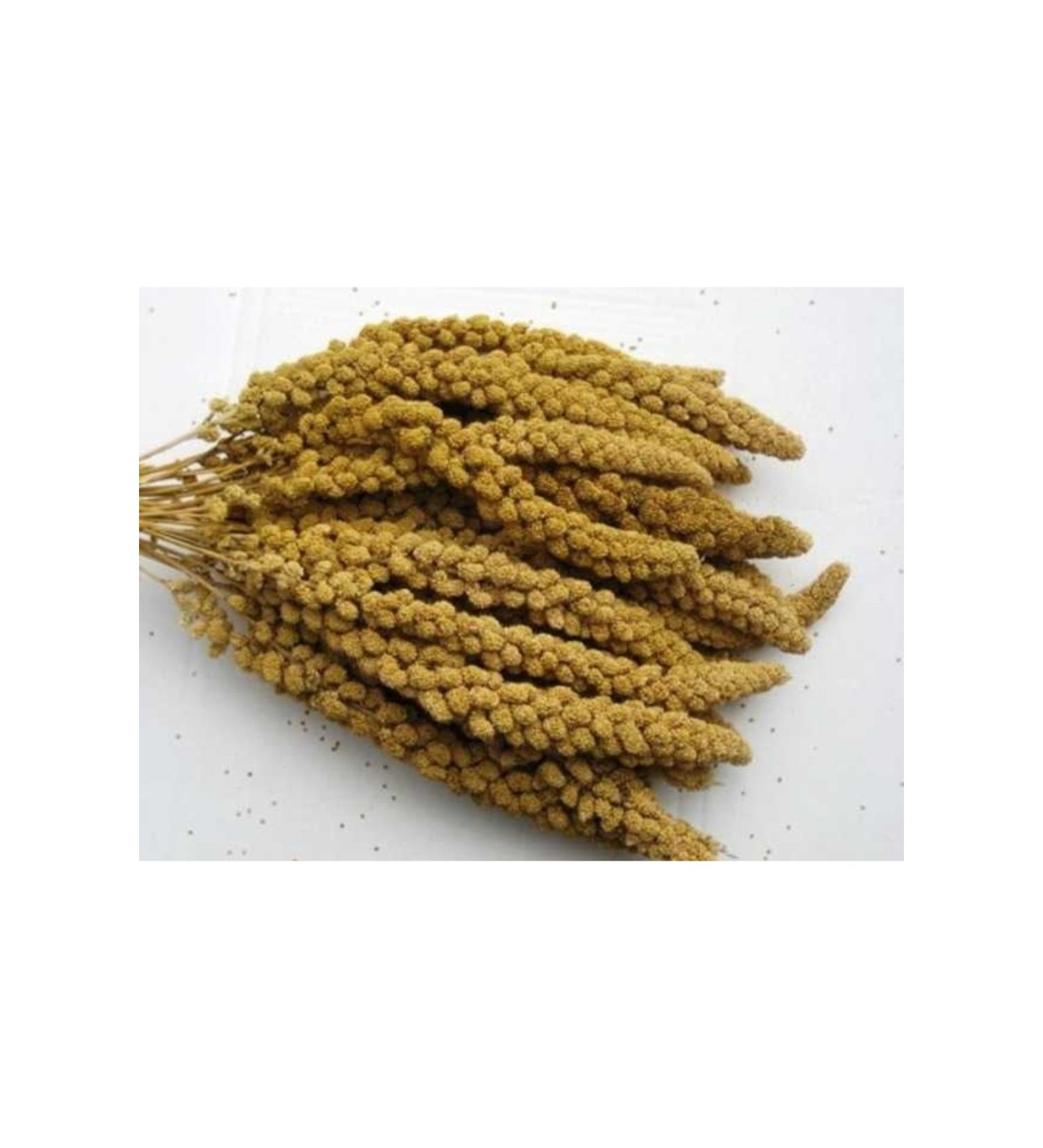 usmtekno 500 Gr. Dal Millet Budgie Food Indian Nightingale Nature Food. Millet Natural Bird Food