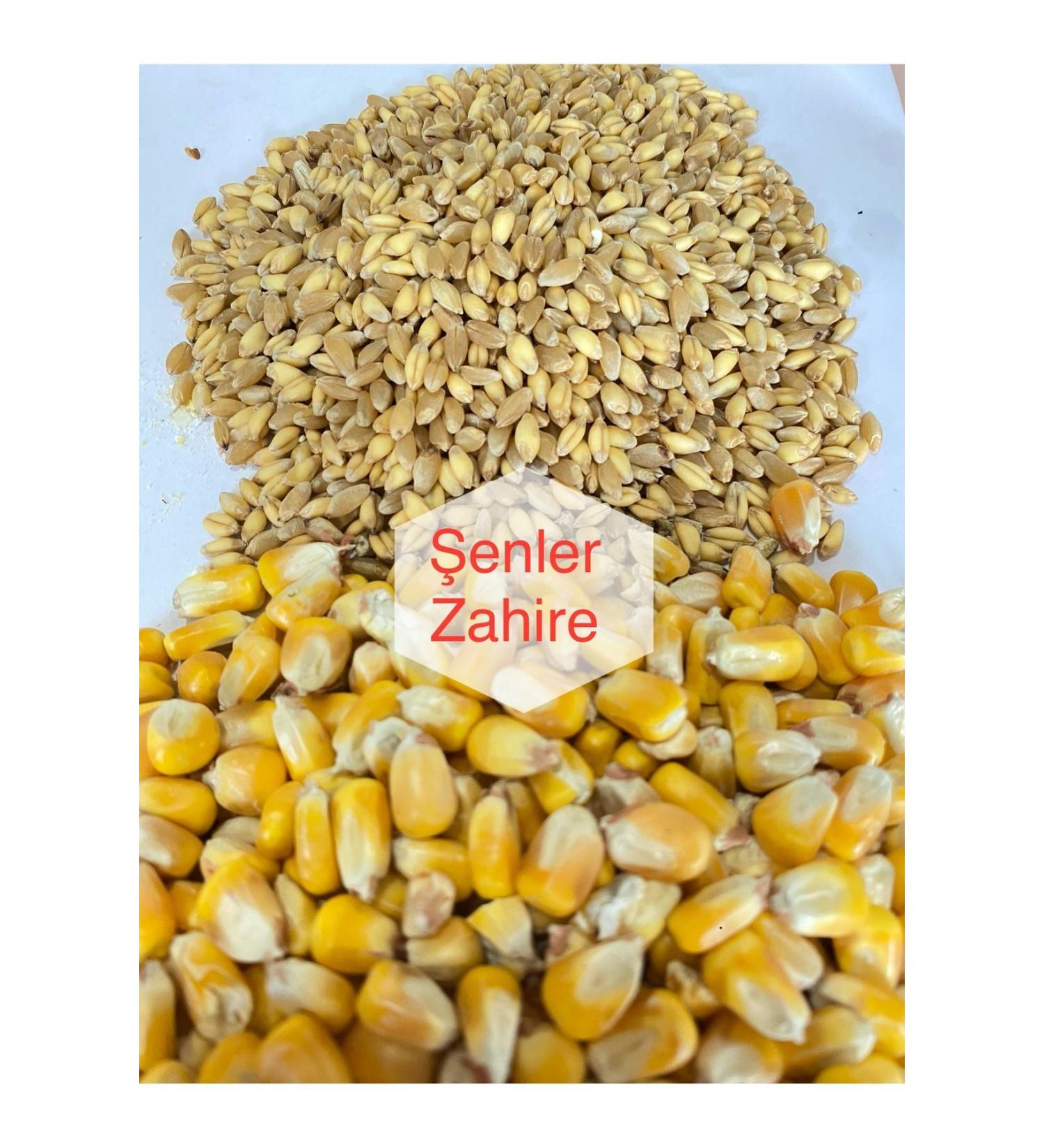 enler Zahire - 5 Kg - Whole Corn and Wheat Mixed Feed (Chicken Pigeon Bird Goose Duck etc.)