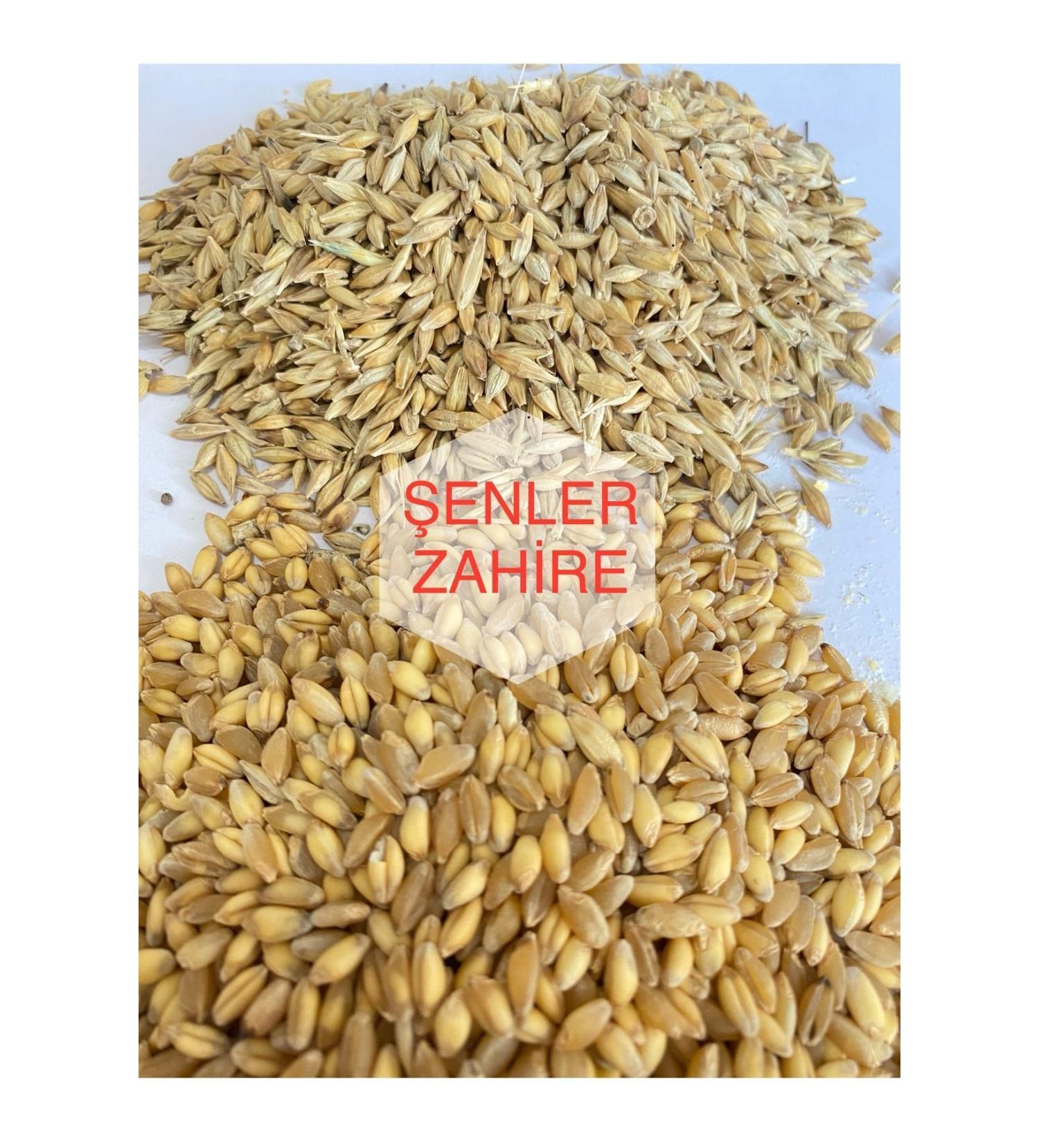 enler Zahire - 5 Kg - Barley and Wheat Mixed Feed (Chicken Pigeon Goose etc.)