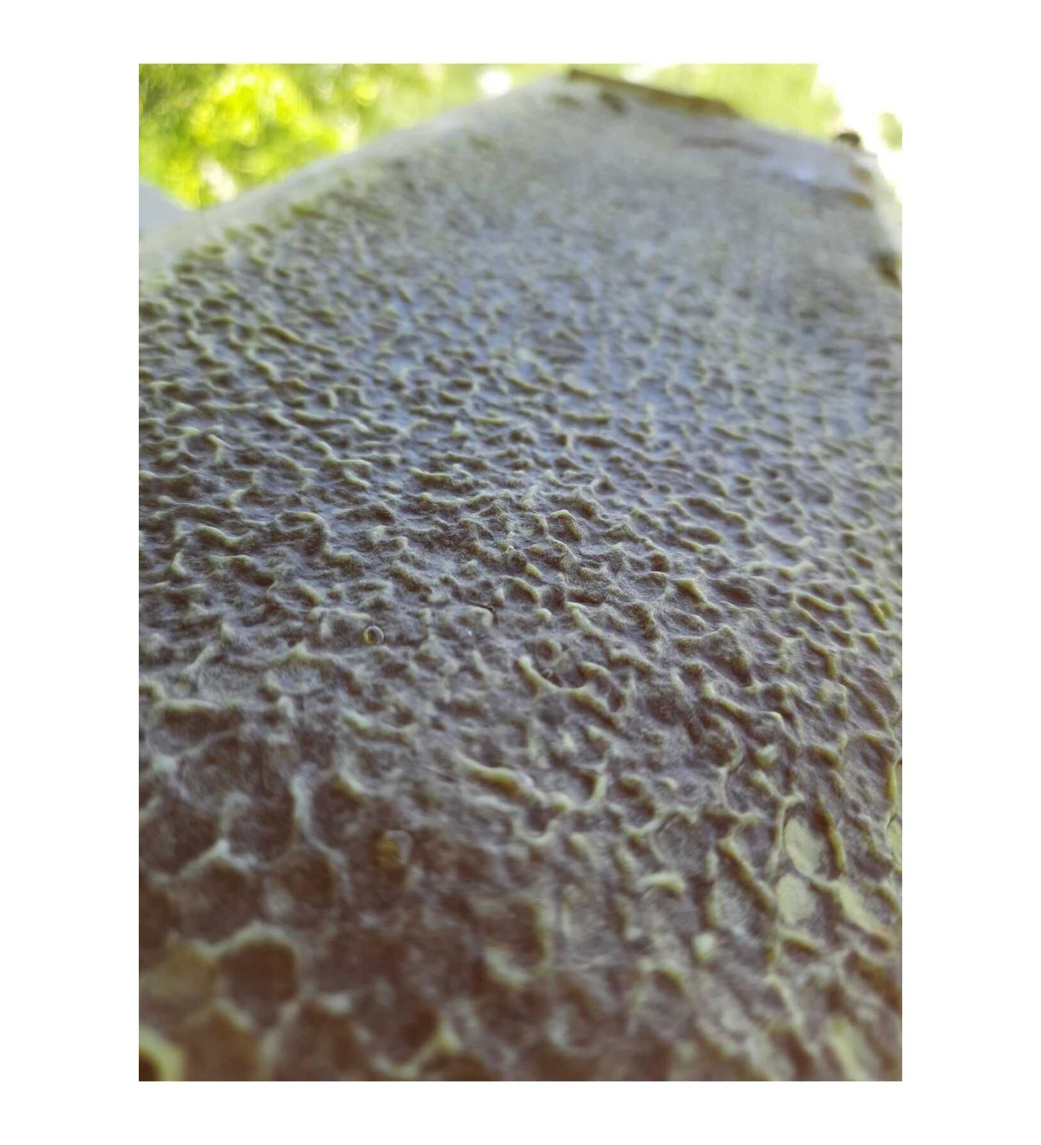 shahbal shahbal comb honey flower honey 850 gr