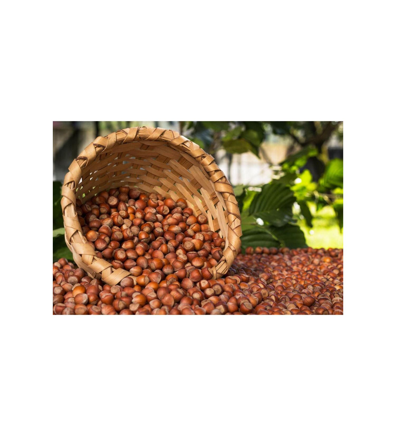 Fiery Night Hazelnut New Crop from the Producer 2 kg