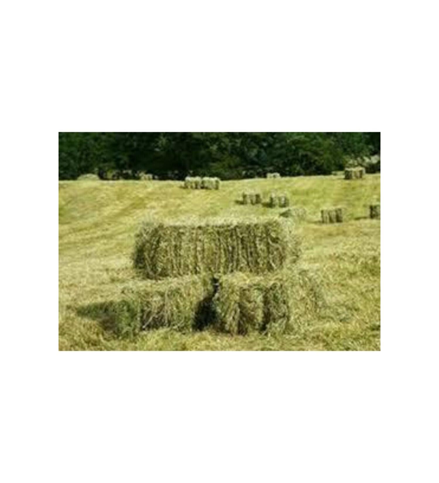 CANYEM Meadow Grass Rodent Grass 3kg Green-dry-clean