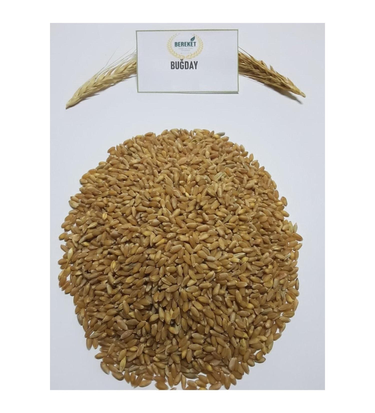 Bereketlimama Natural Clean Wheat - Chicken and Pigeon Food 5kg - Buy Online on GoSupps.com