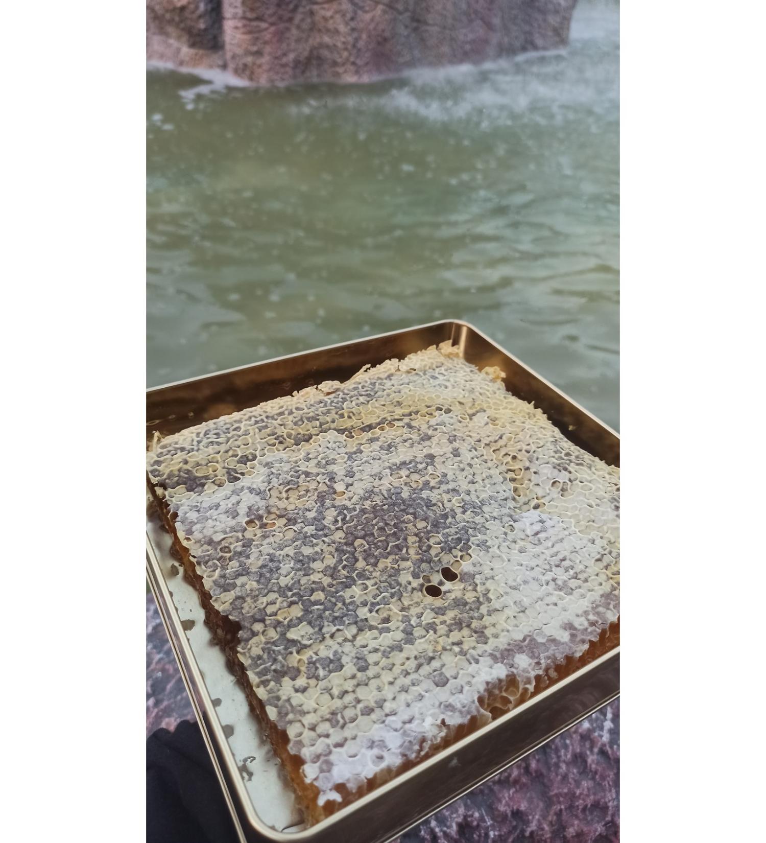 Ayvac Local Products Market +1500 ALTITUDE HONEY WITH COMB 1600 gr - Buy Online on GoSupps.com