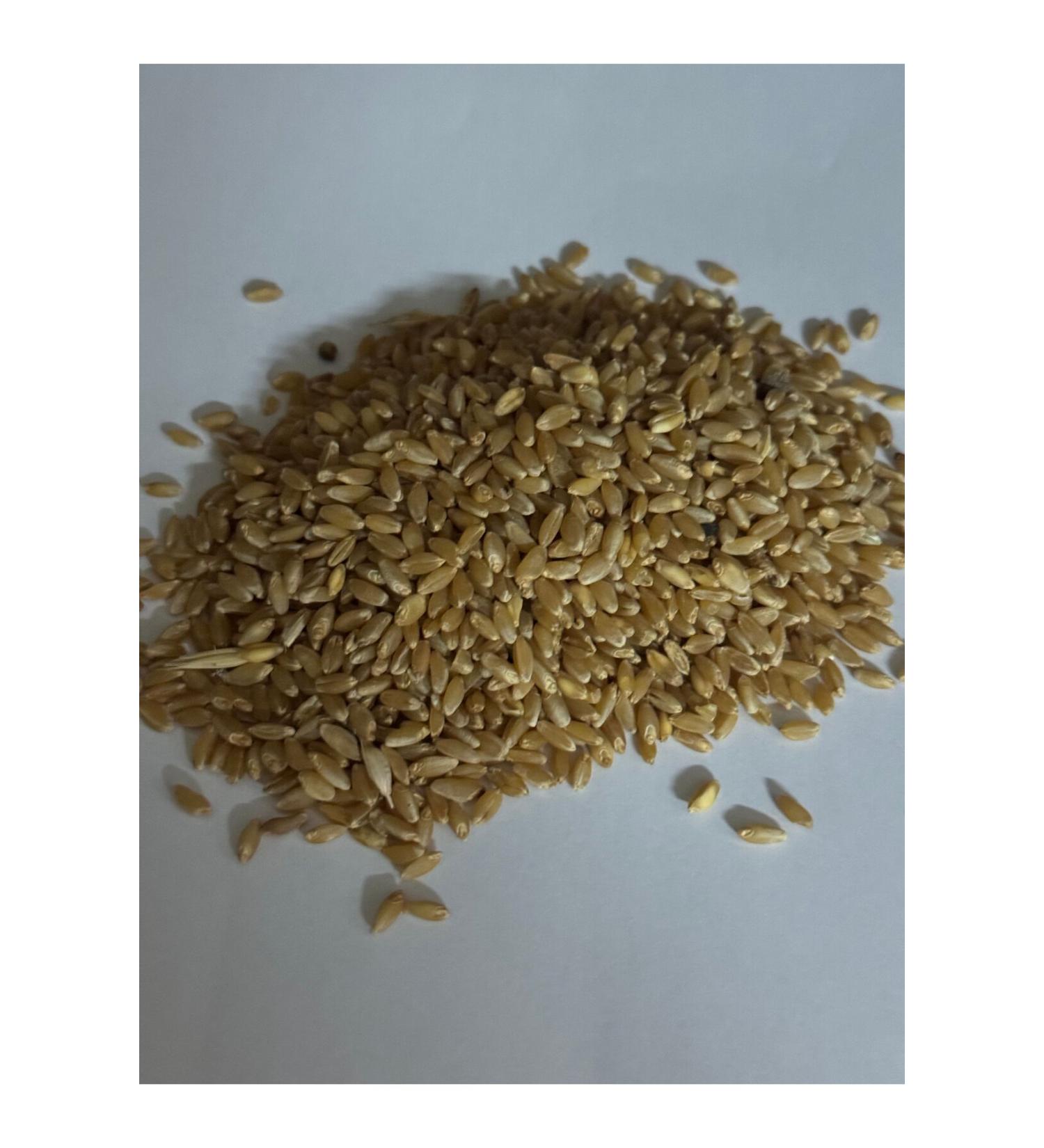 incircibey 5 kg Hard Red Pigeon Wheat from Nazilli