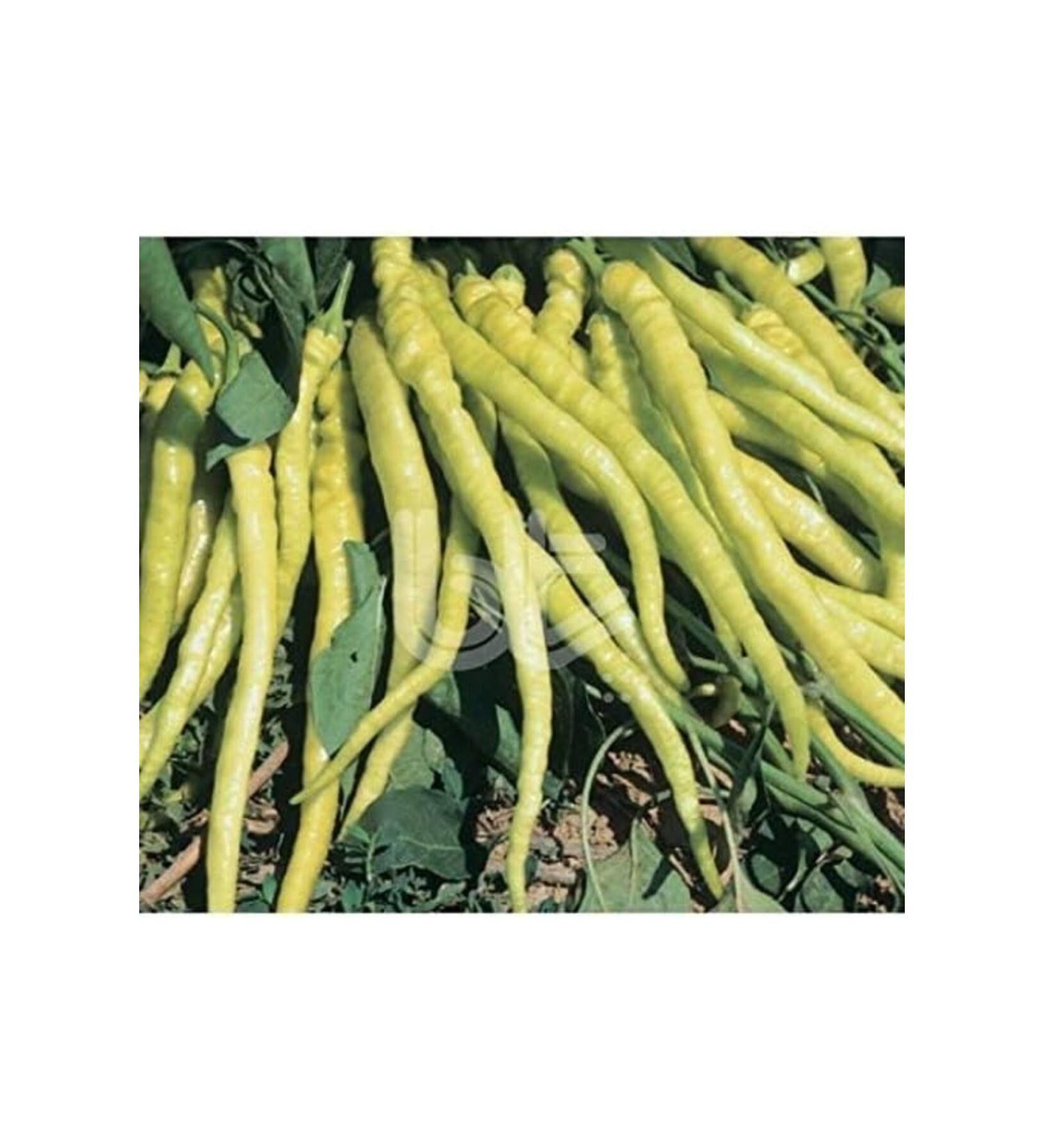 NcK Delicious High Yield Yellow Pointed Soup Pepper Seed (10 Gr)