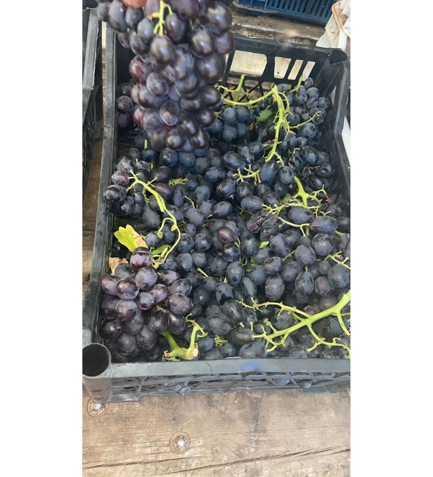 HANTAP Black seeded dry