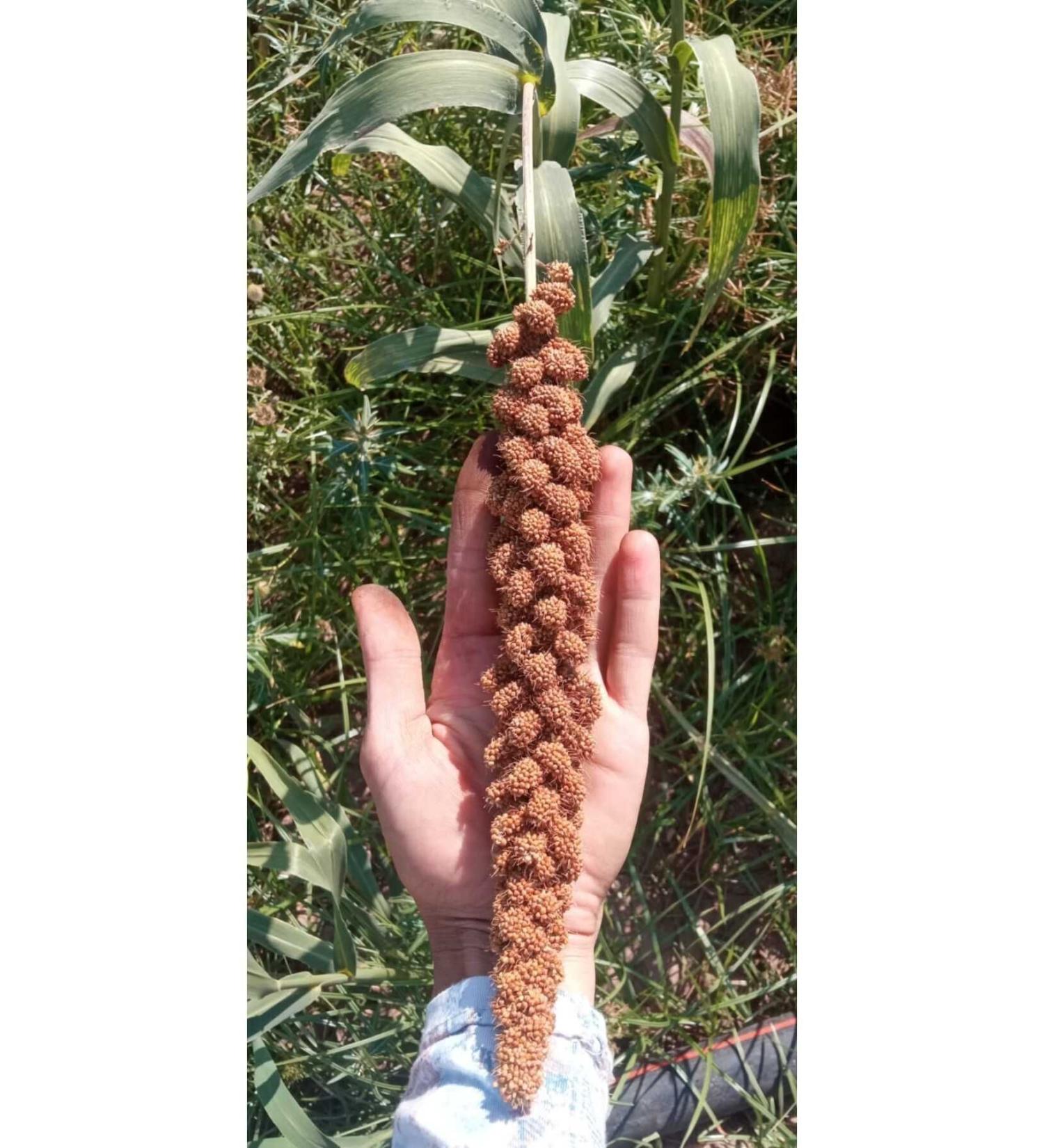 shop Natural Red Millet 1st Quality! 500gram