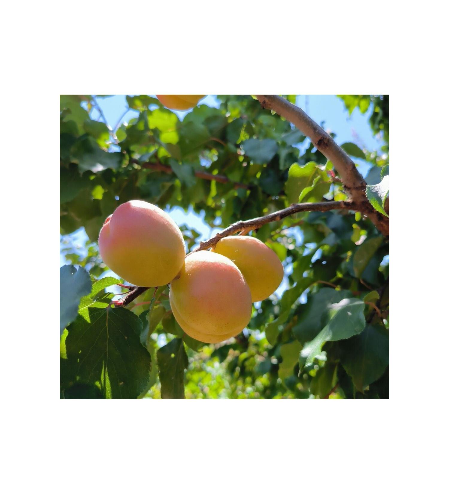 Malatya Local Delicacies Malatya Yellow Apricot