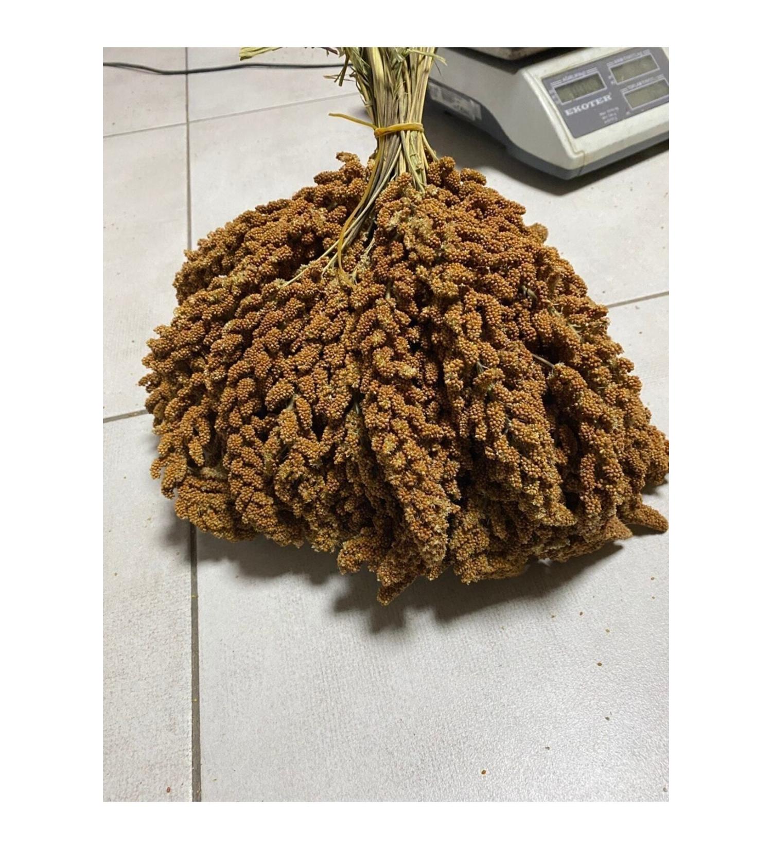 ALTIN EK N Natural Dal Millet (SPECIALLY PREPARED) 1 Kg