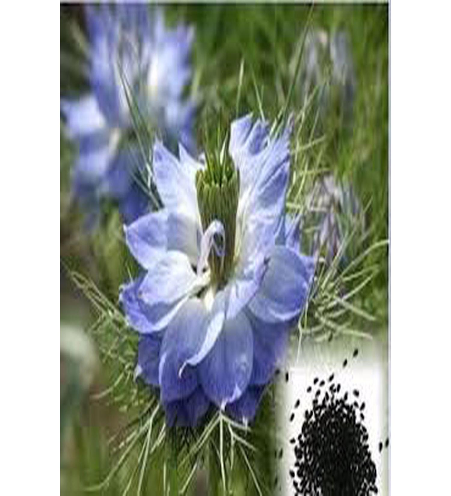 attarrifatcanhatayylocal Black Cumin 500 Gr