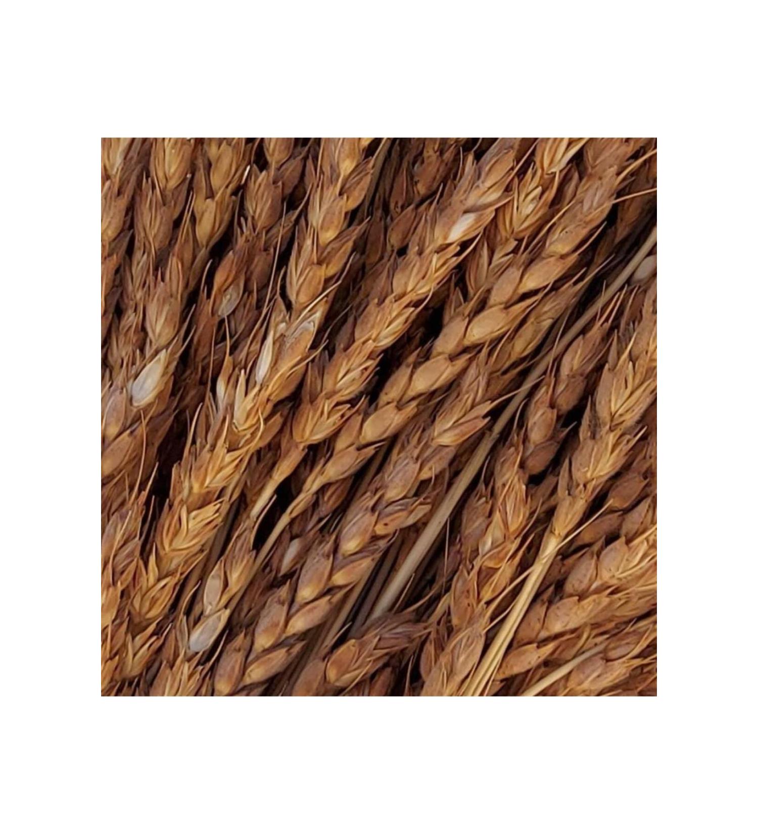 Diplomalicifci Seed Zerun Wheat 2 Kg