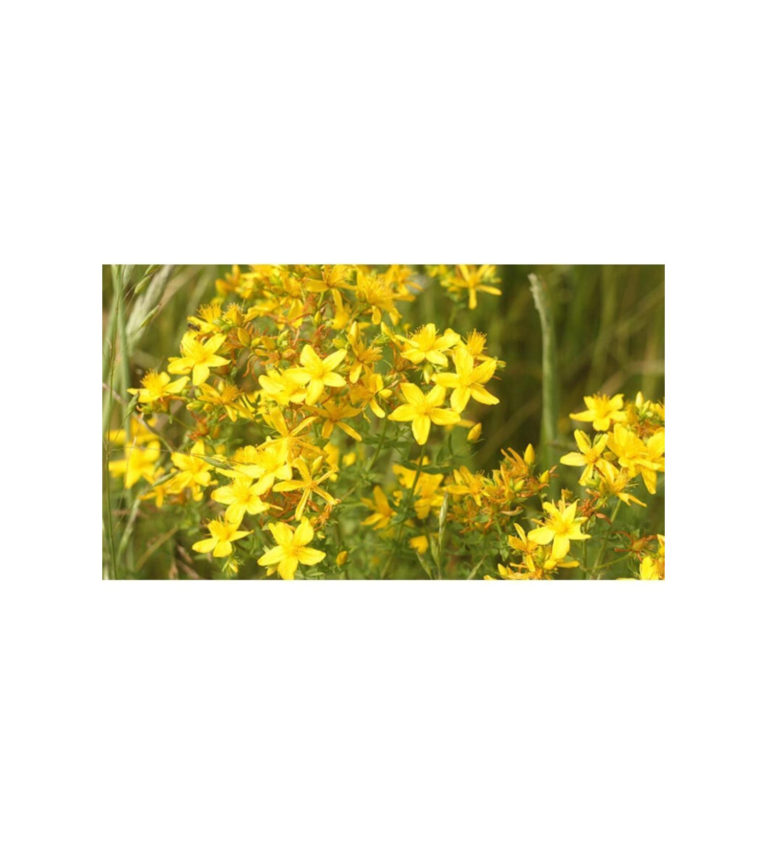 G LEN MARKET St. John's Wort Oil 250 Ml Glass Bottle