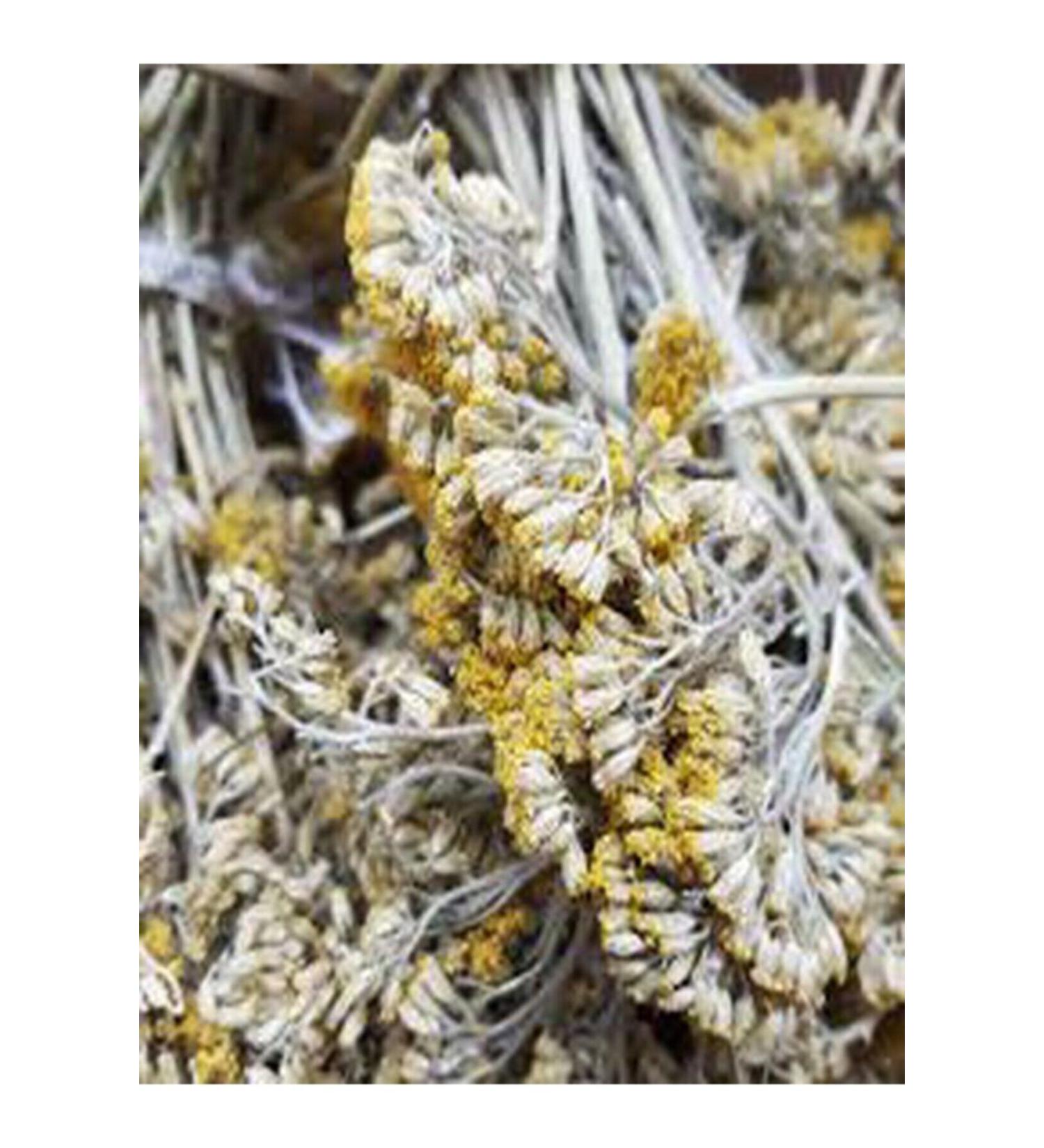 attarrifatcanhatayylocal Yarrow 100 Gr