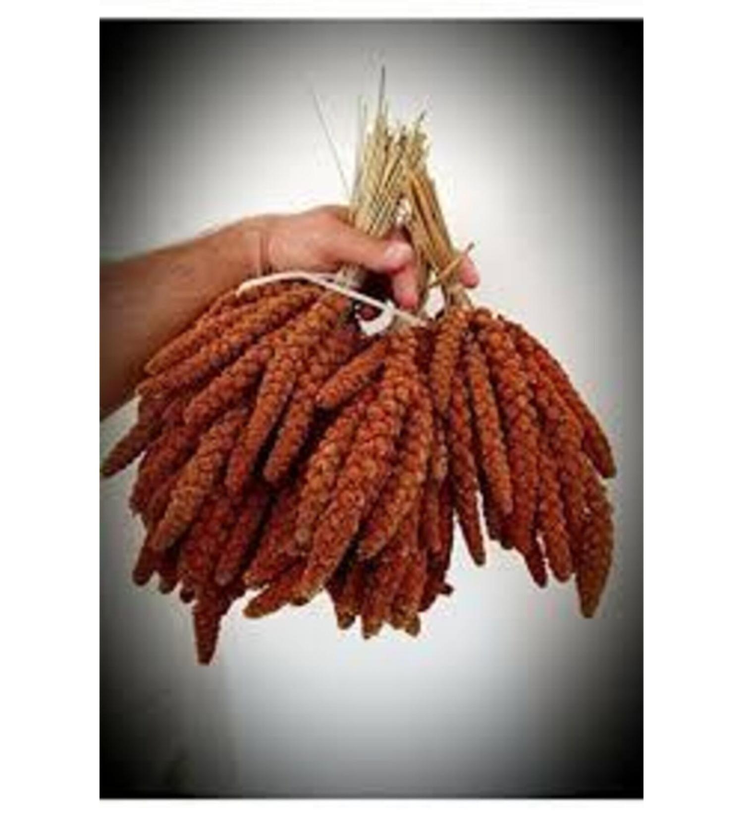 zdemir Petshop Red Branch Millet 1 kg