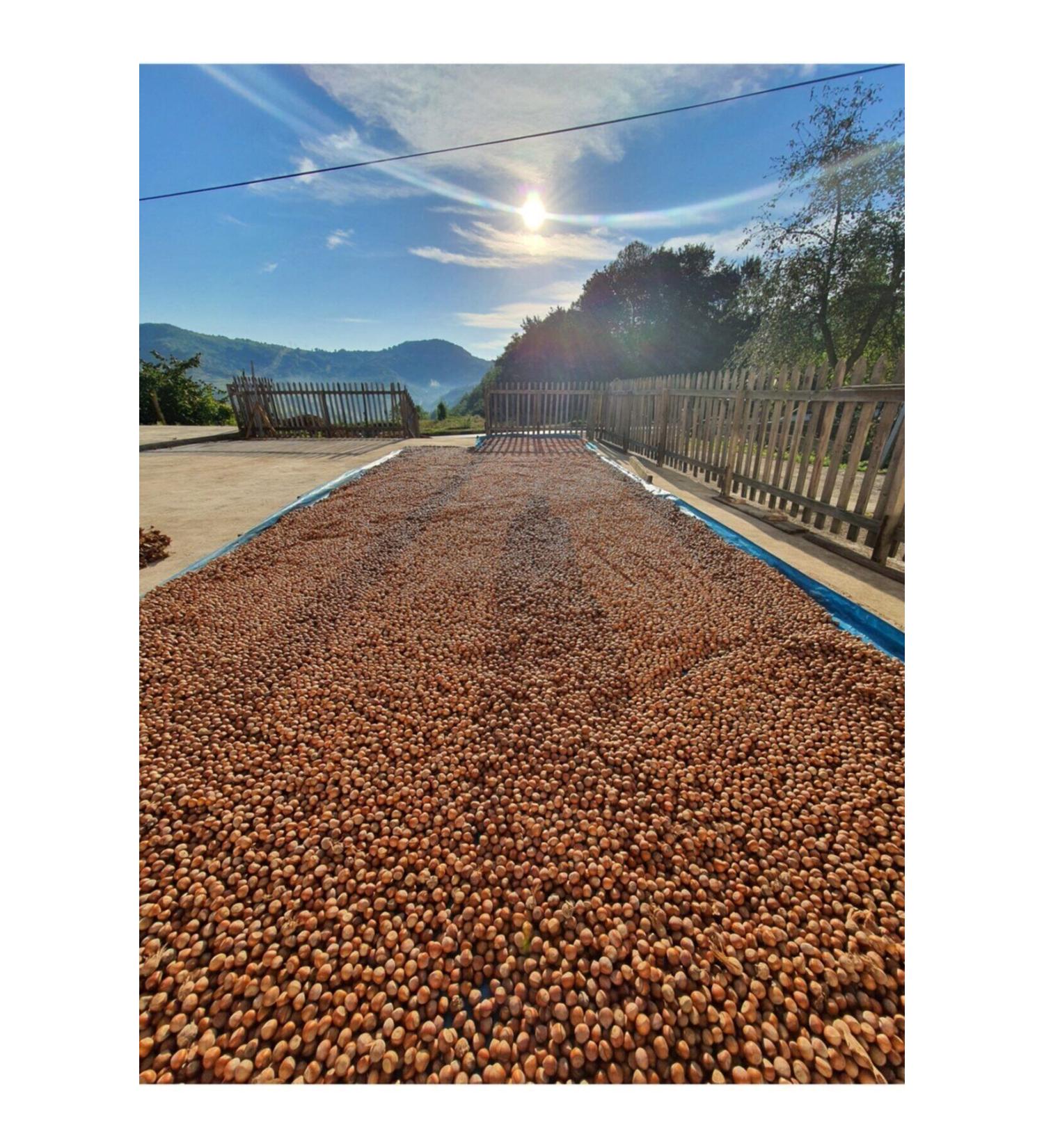 Natural and Pure Hazelnuts in Shell 2024 August Harvest - 1 Kg - Buy Online on GoSupps.com