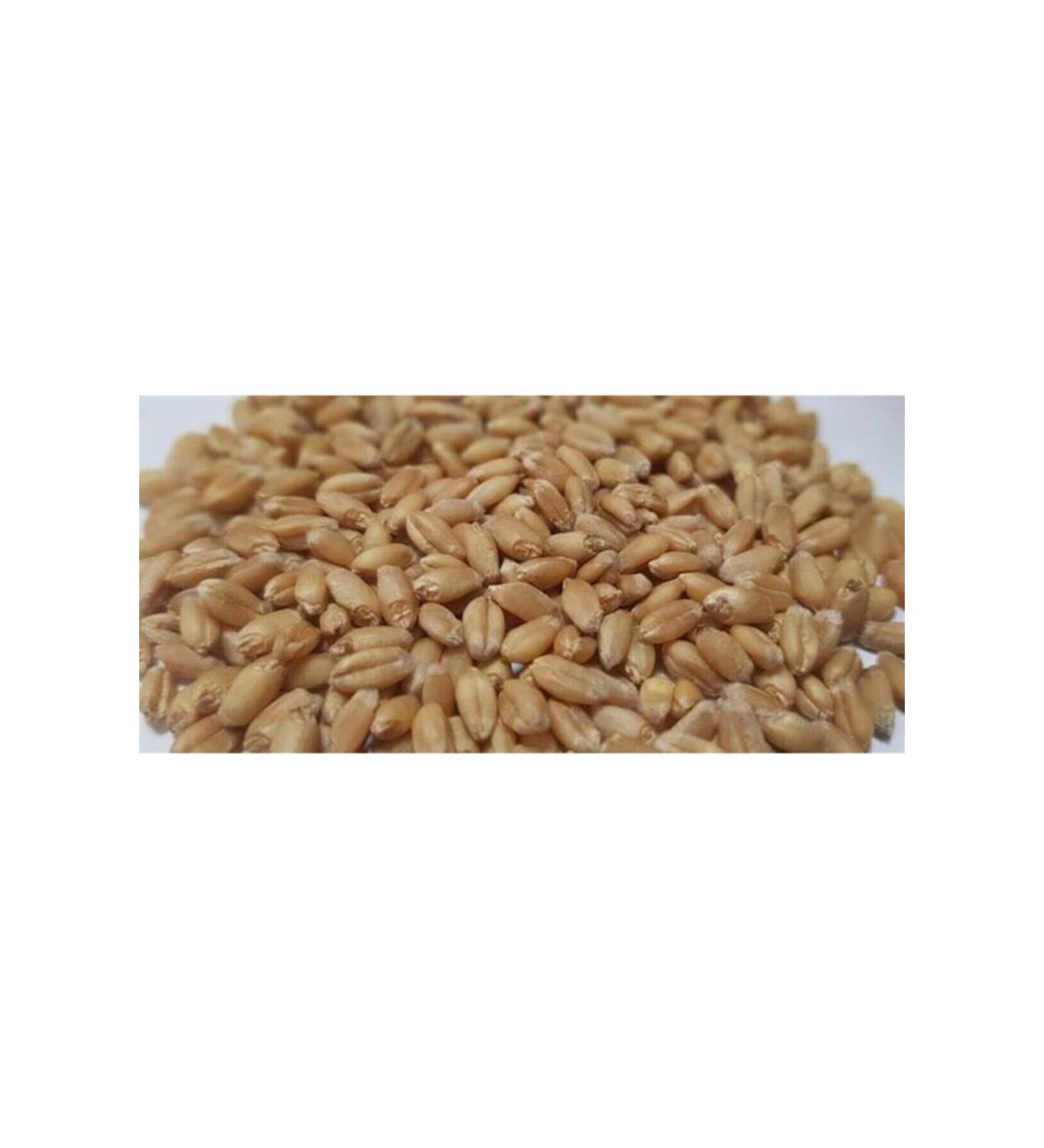Ozdemir Petshop Pigeon Wheat 10 Kg