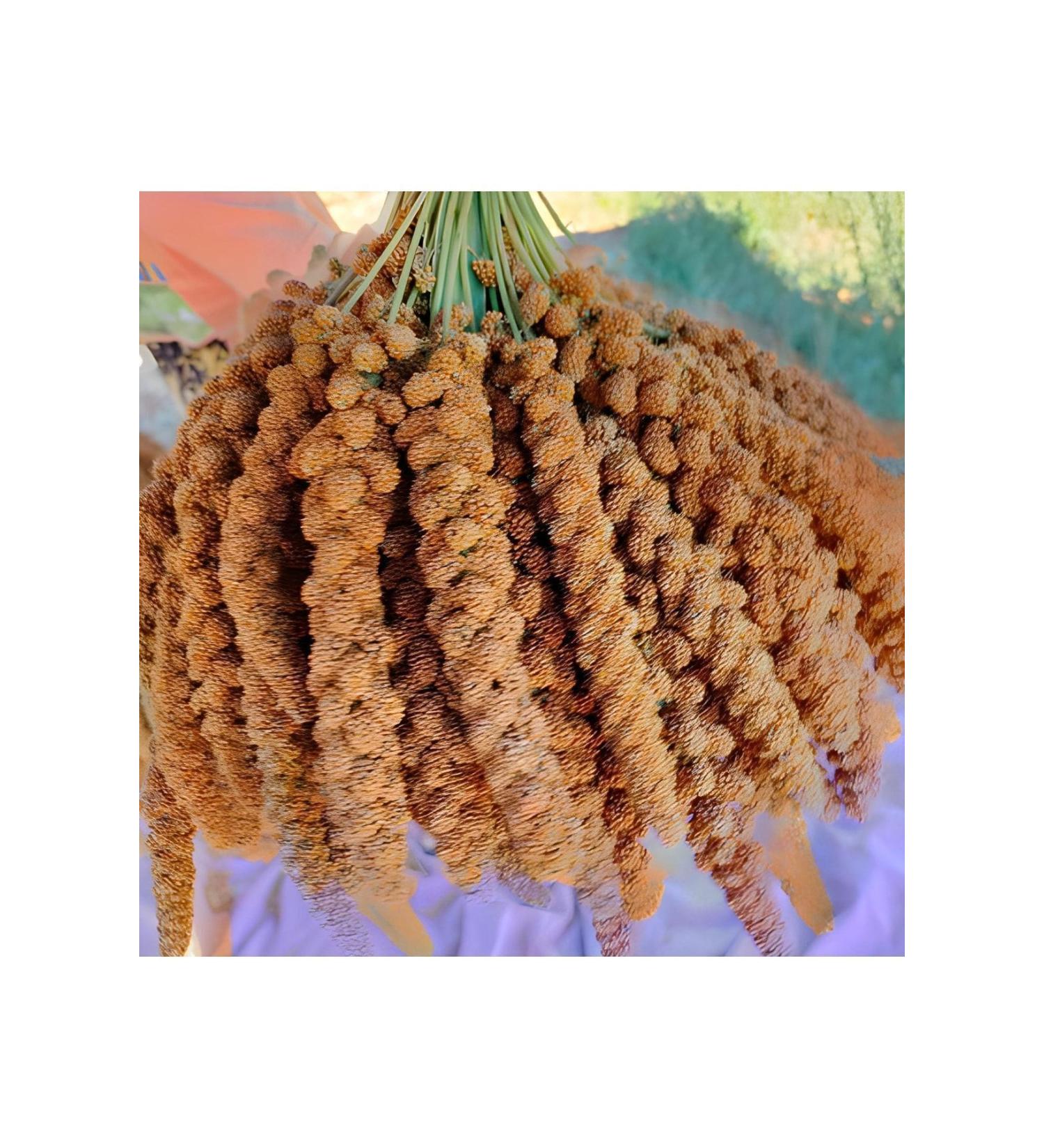Biologist's Birdhouse Red Branch Millet (new Crop) 1st Quality 1 Kg