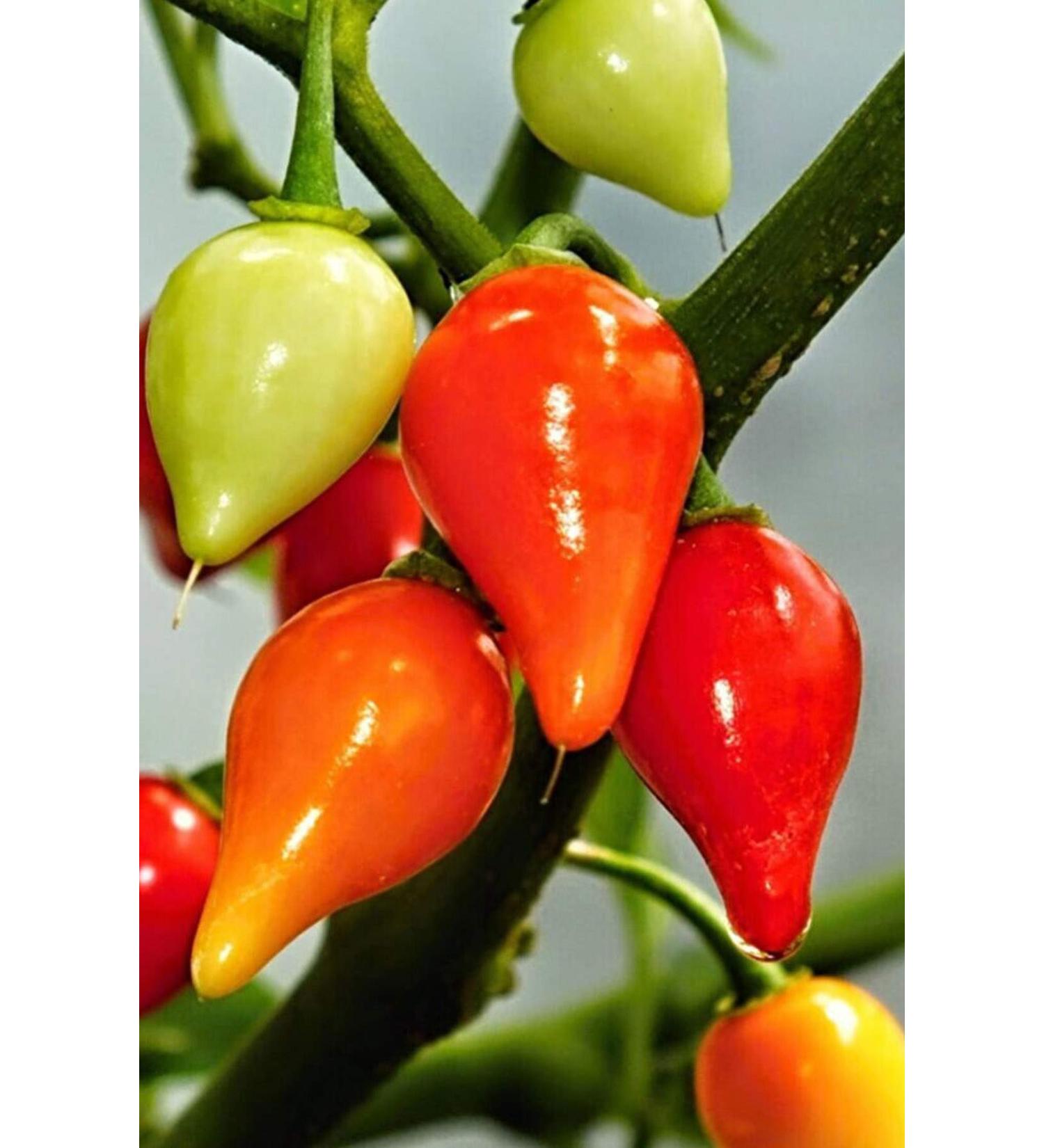 Magnificent Rose Mint Rosemary Pepper Seed 5 gr