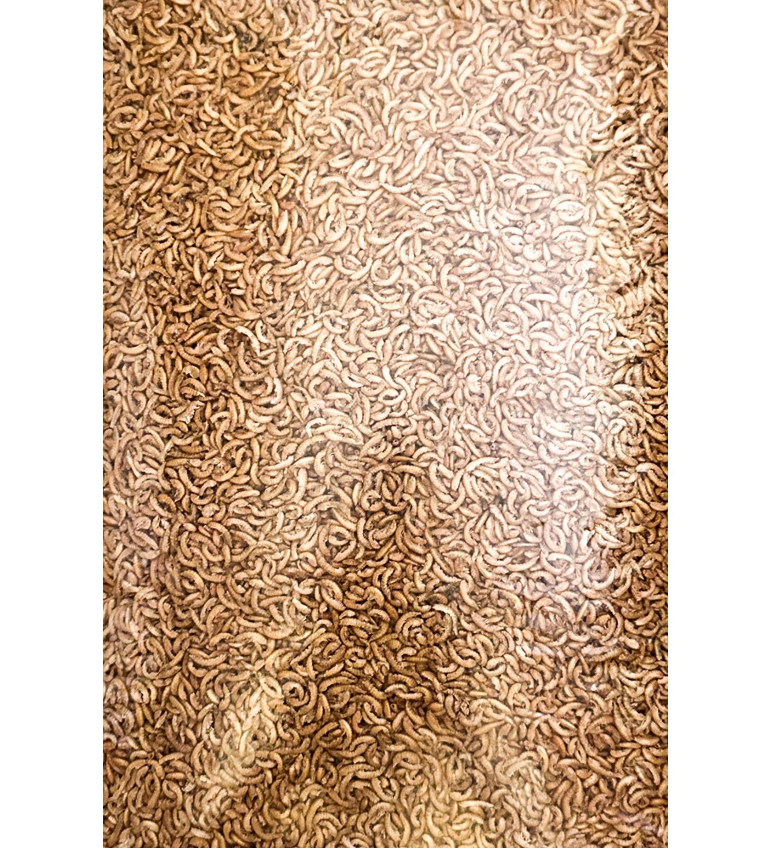 Pet City Gammarus Dried Shrimp 100g Fish Turtle Food