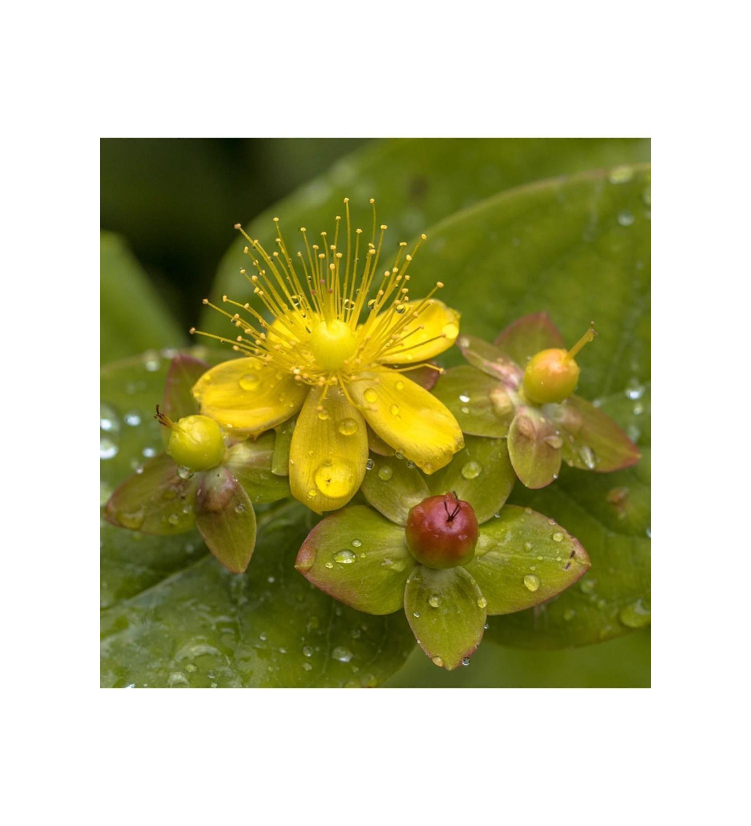 NEW RAW MATERIALS St. John's Wort Oil 500 gr