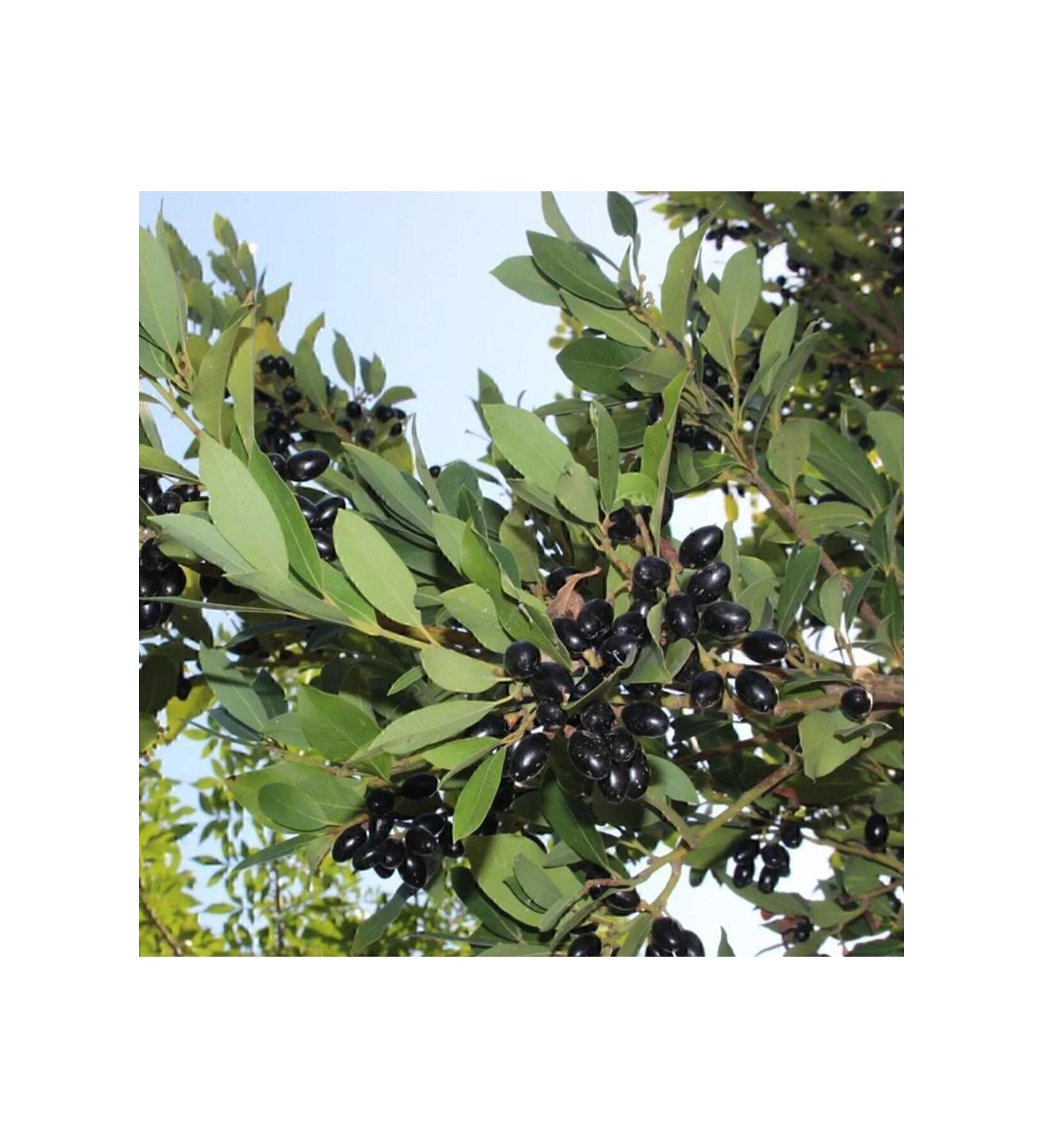 NEW RAW MATERIALS Bay Gar (Trhnel) Oil 500 gr