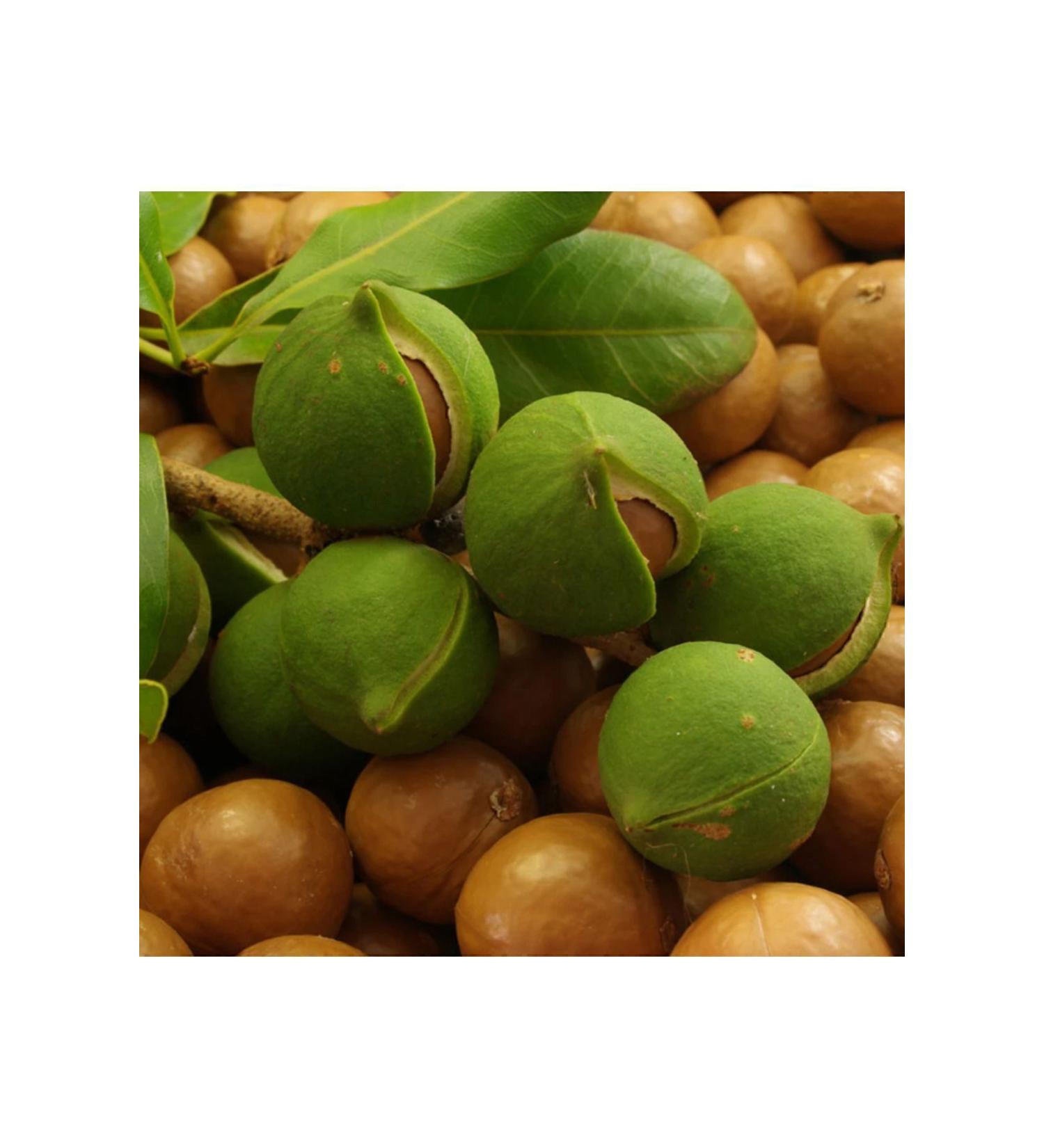 NEW RAW MATERIALS Macadamia Nut Oil 1000 gr
