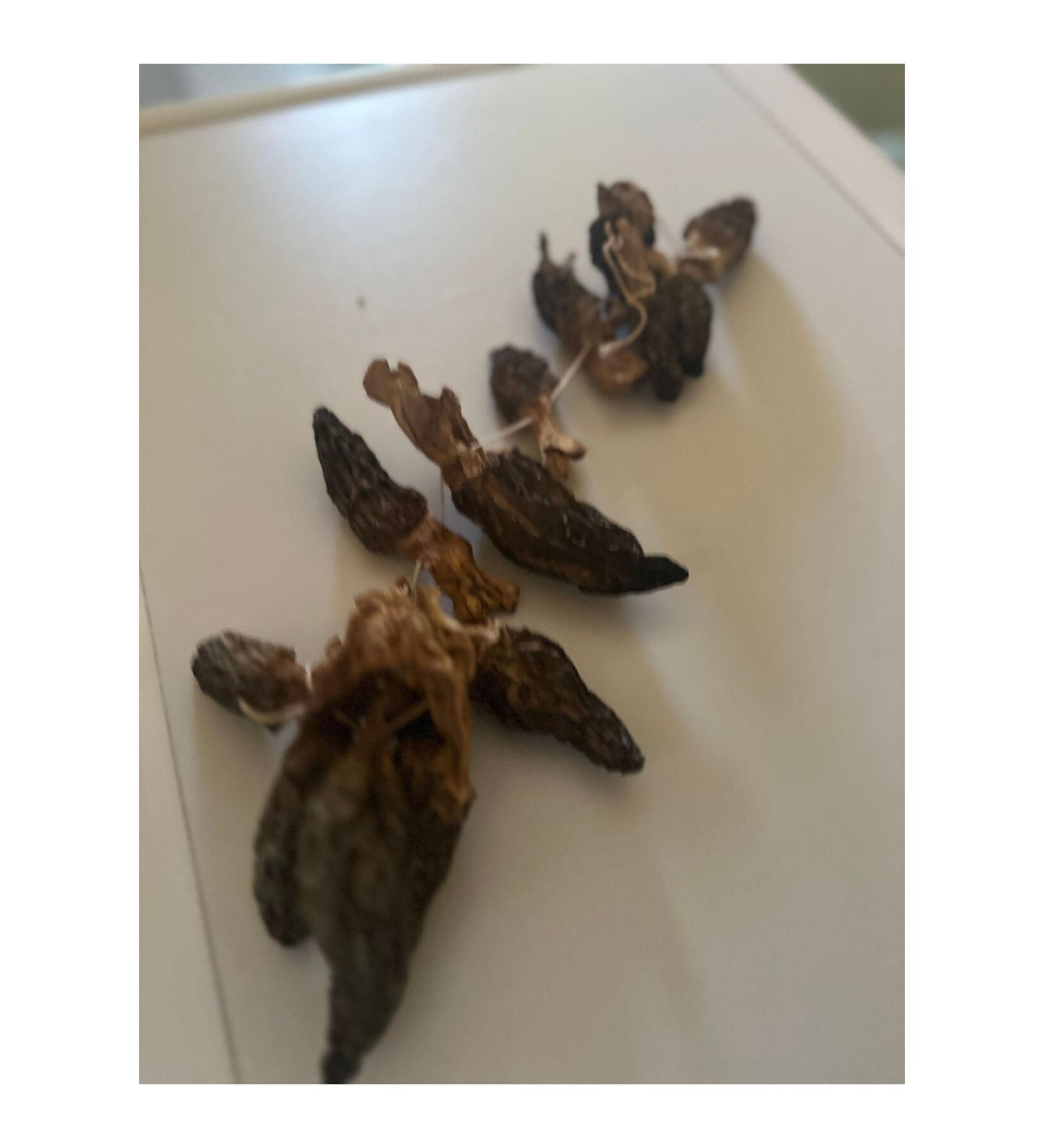 Home Morel Mushrooms