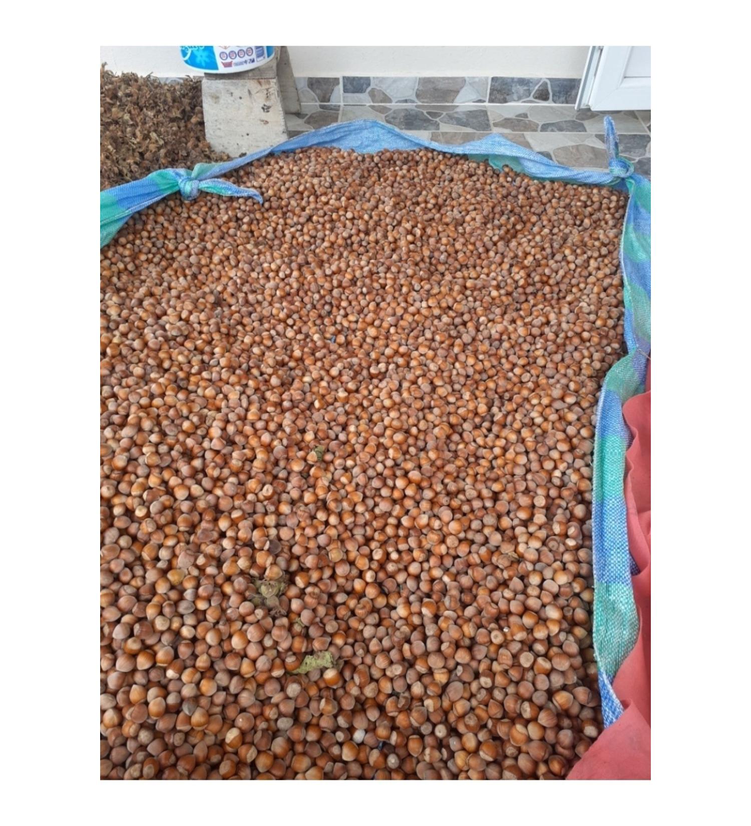 ABB Trabzon Hazelnuts in Shell 1 Kg
