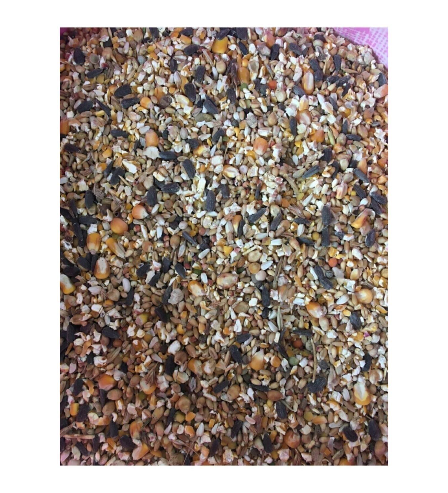 Pigeon Mixed Food 10 Kg - Buy Online on GoSupps.com