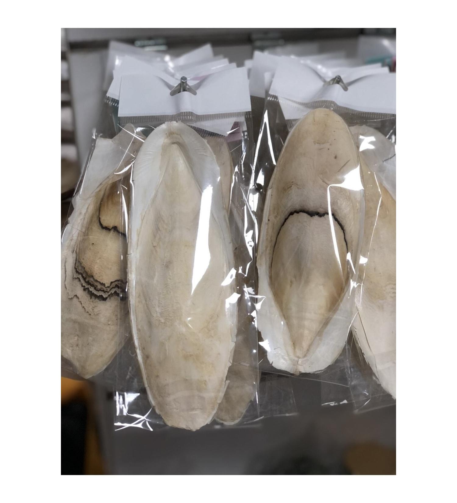 budgieshop Giant Squid Bone