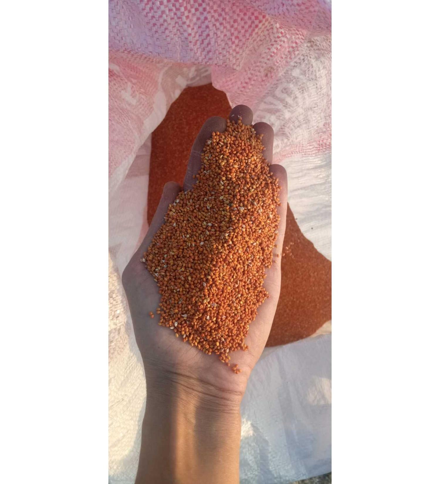 shop Sifted 0 Natural Red Millet (NEW CROP) 500gram