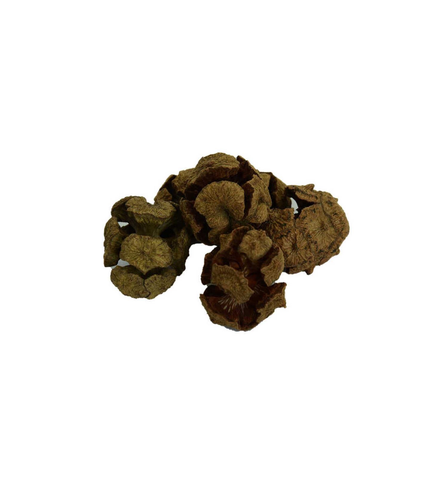 Mulvix Mulllkm Lkm01 Cypress Cone Natural 100 Gr Package (Muul)
