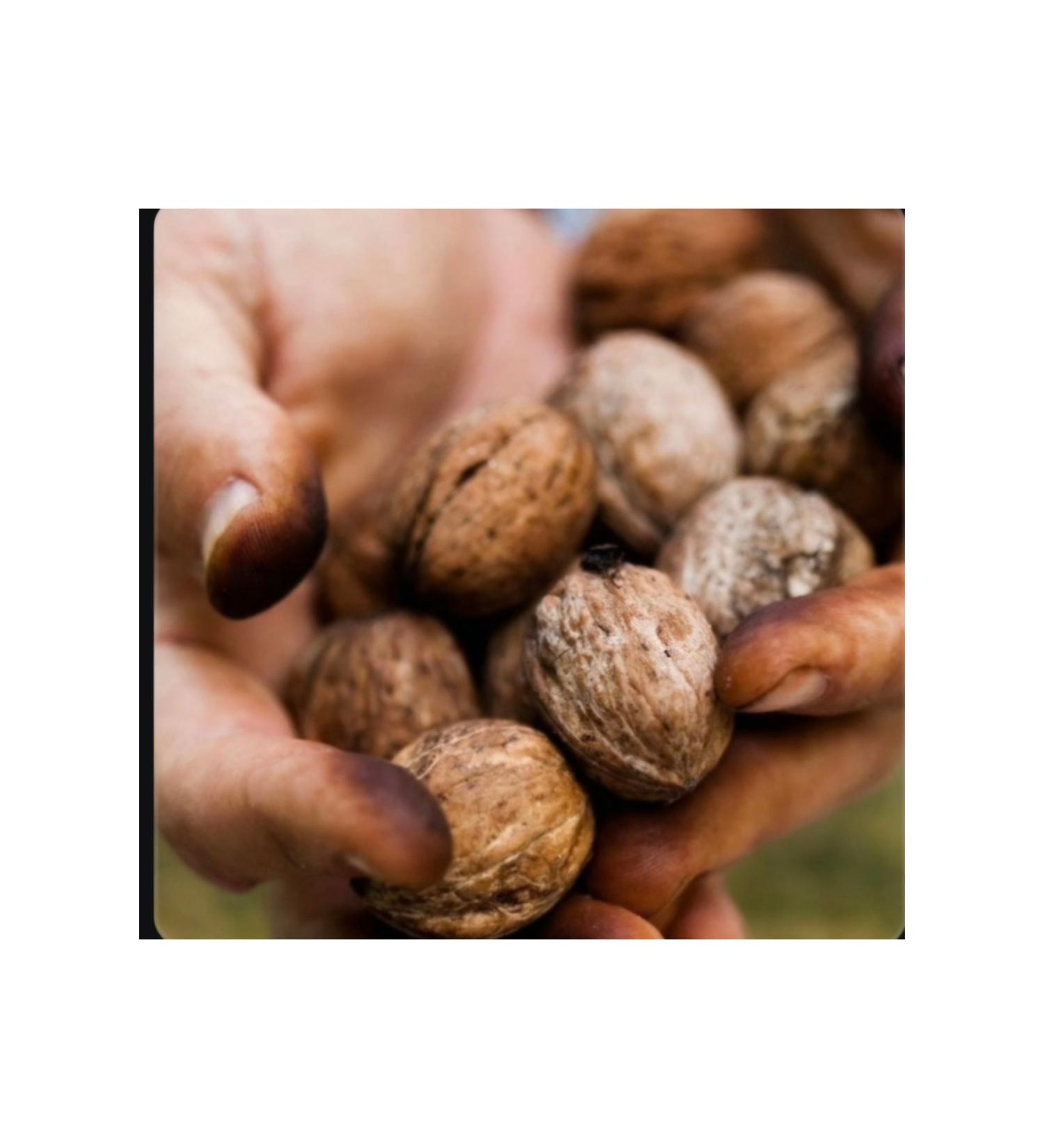 MALATYA ROAD Walnuts in Shell 500gr