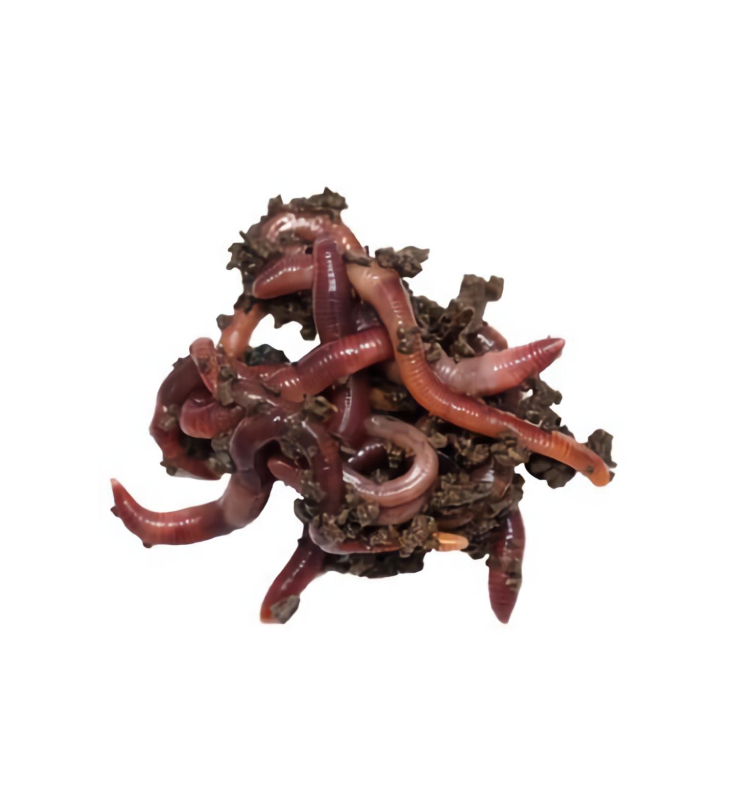 tunalartar m 100 Red California Worm (E SEN A FOET DA)