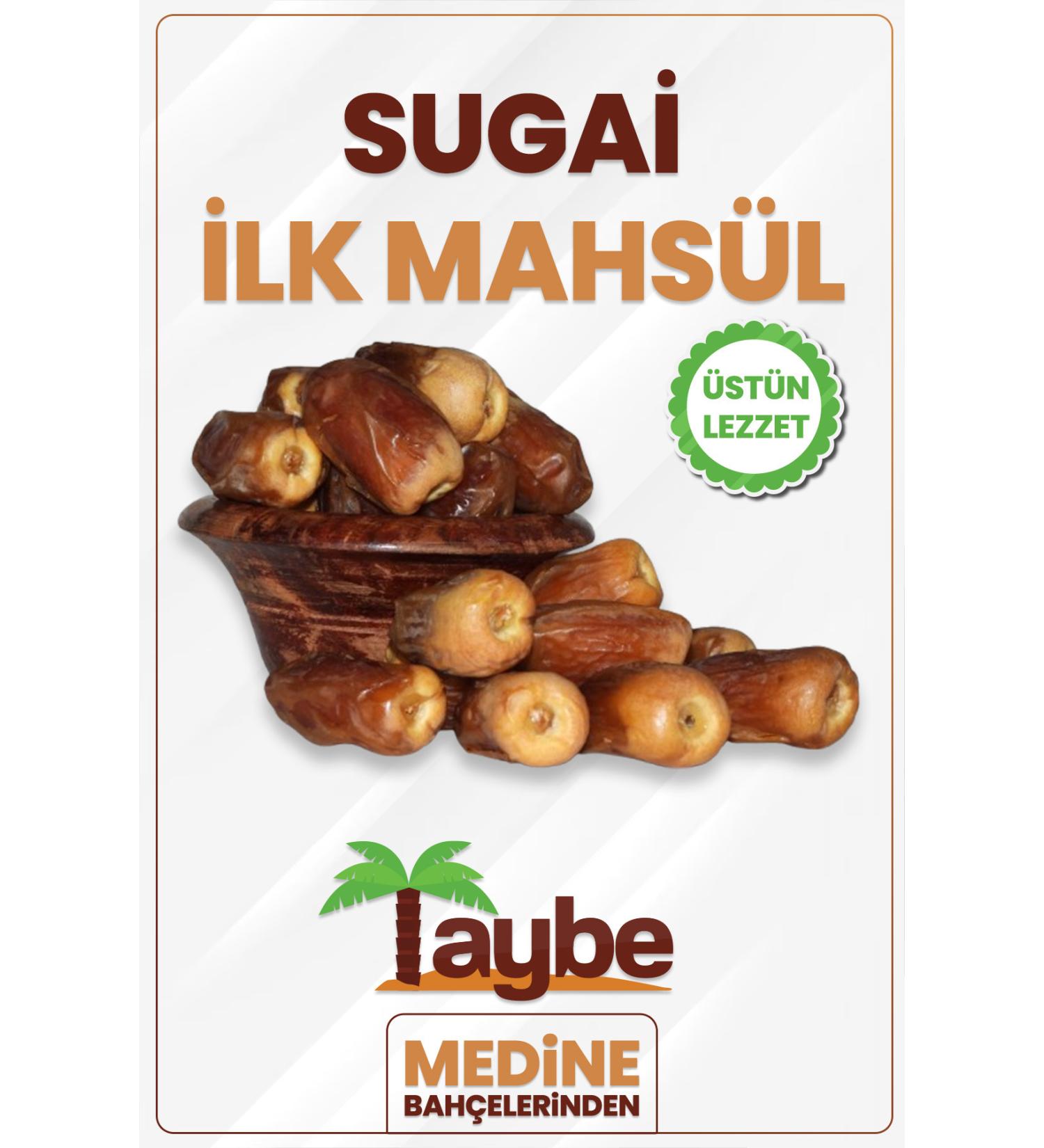 Medina Date Sugai Date First Crop (500 GR)