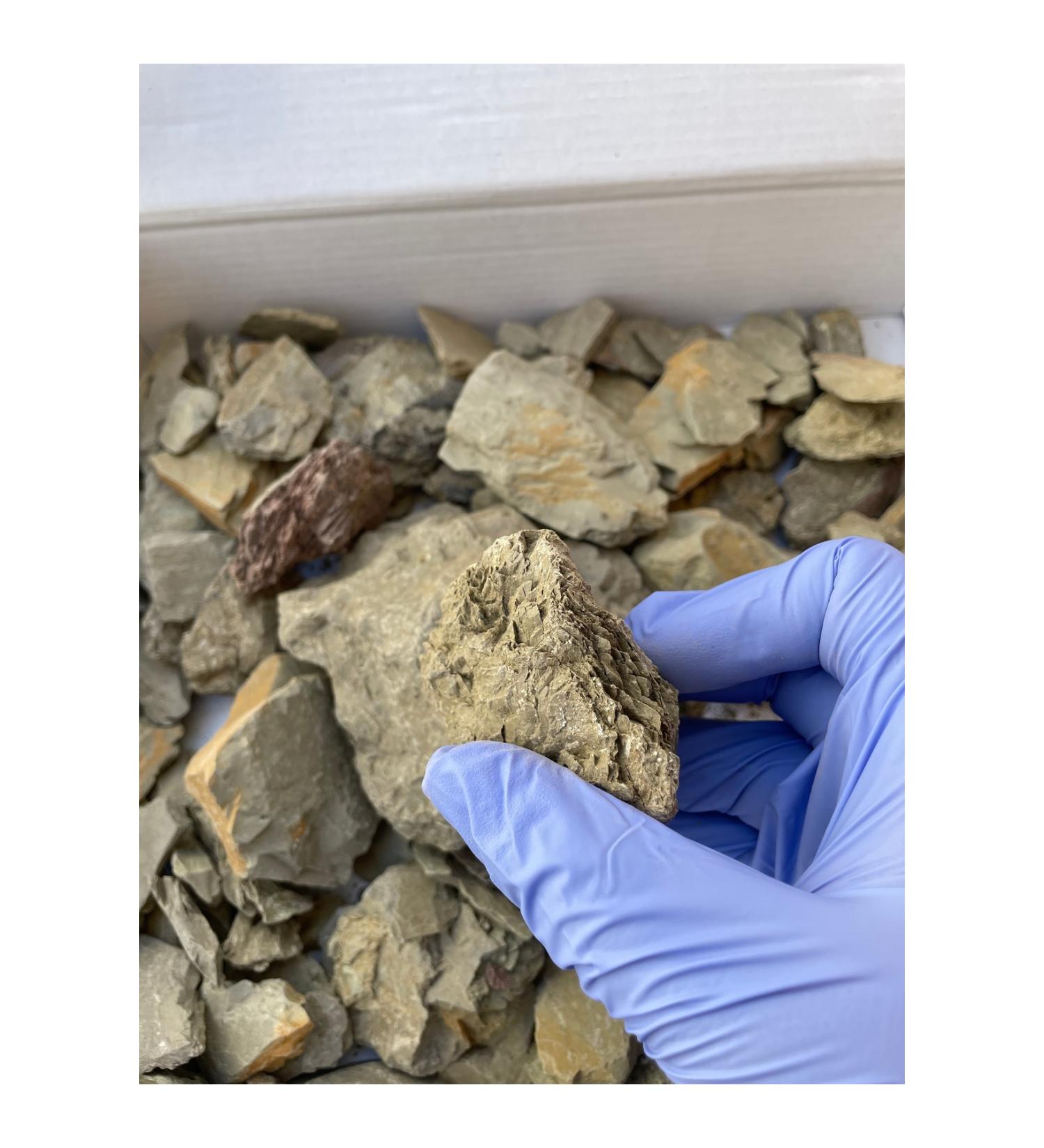 MIXED SNACKS Edible clay - Buy Online on GoSupps.com