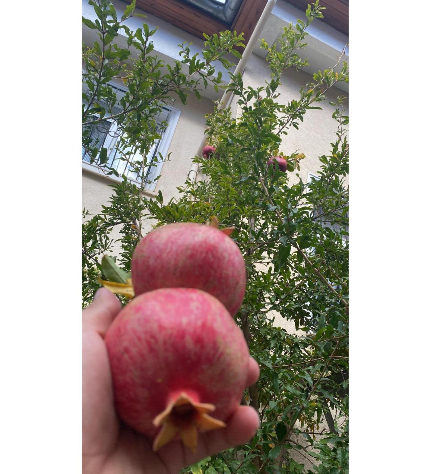 Maralo lu Ticaret SQUEEZED POMEGRANATE ORANGE JUICE - Buy Online on GoSupps.com