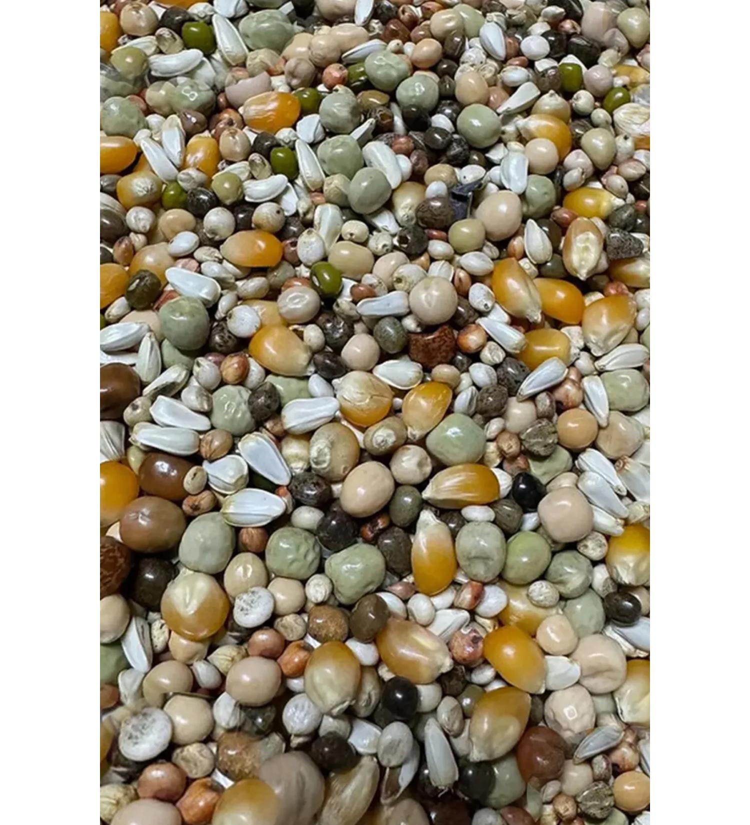 Fauna Pet Supplies 10kg Wheat-Free Dust-Free Luxury Gold Bird Pigeon Food Super Mixed Food (IN 2 KG PACKS) - Buy Online on GoSupps.com