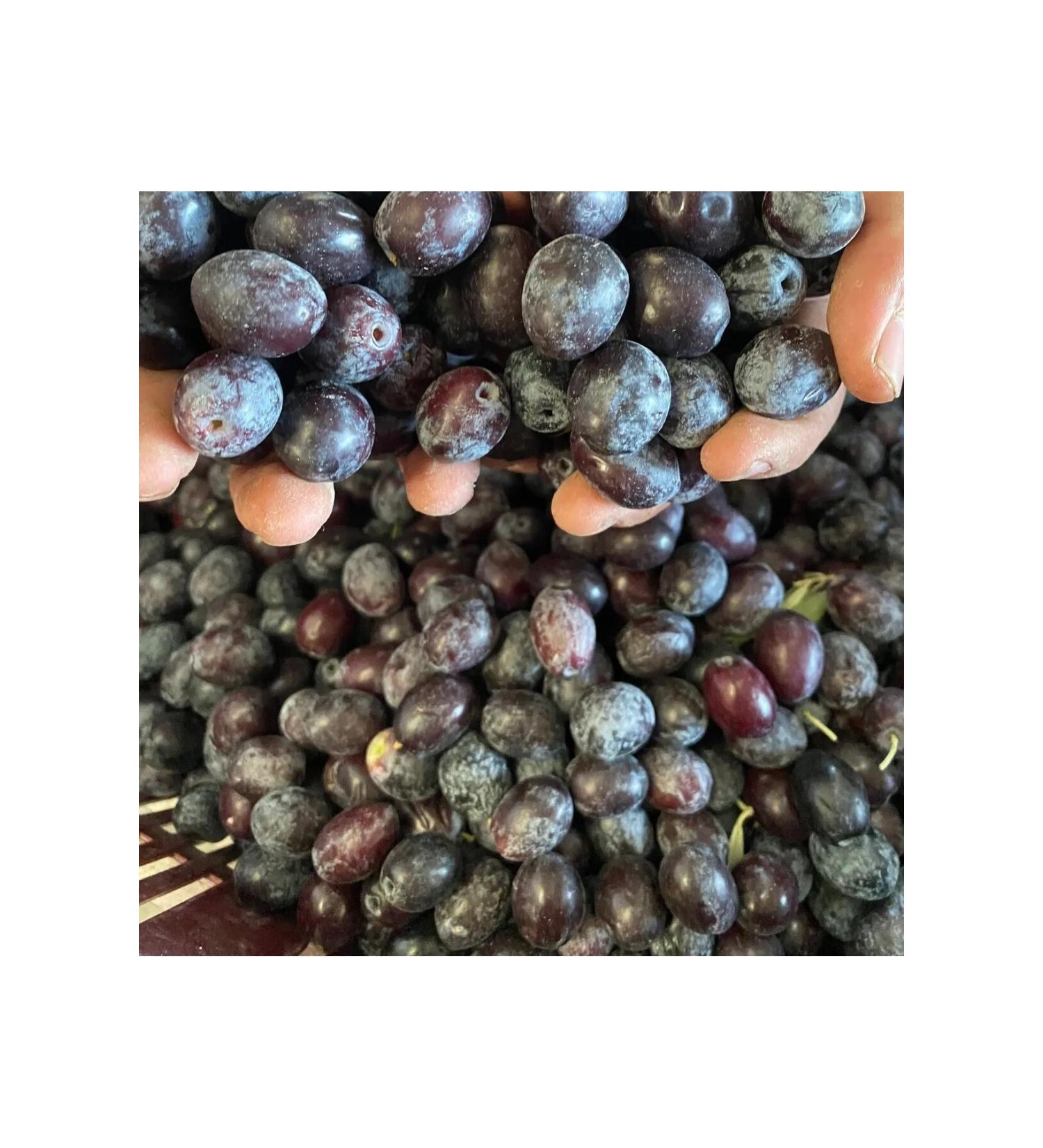 Bilgarden New Crop Gemlik Type Raw Black Olives Suitable for Making Saddle 5 Kg